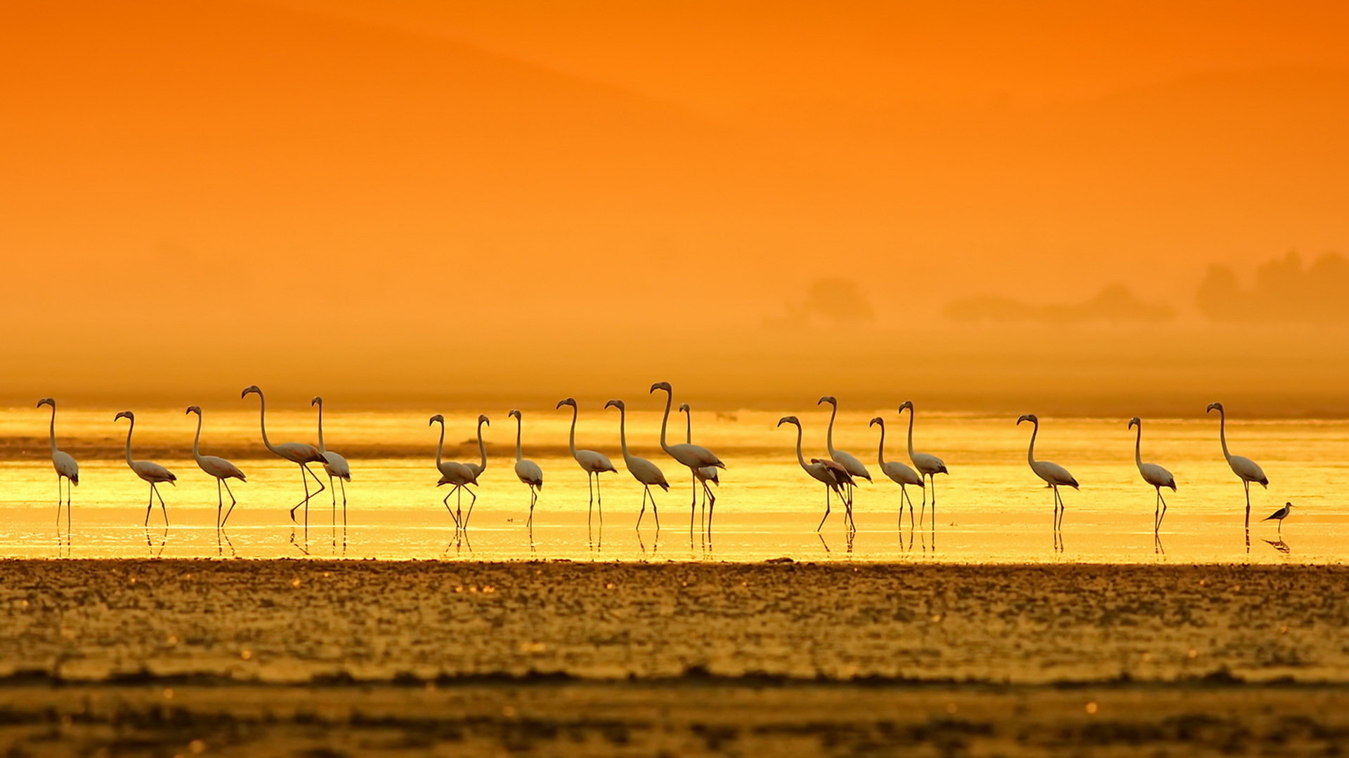 Awesome Flamingo free background ID:66701 for hd 1920x1080 desktop