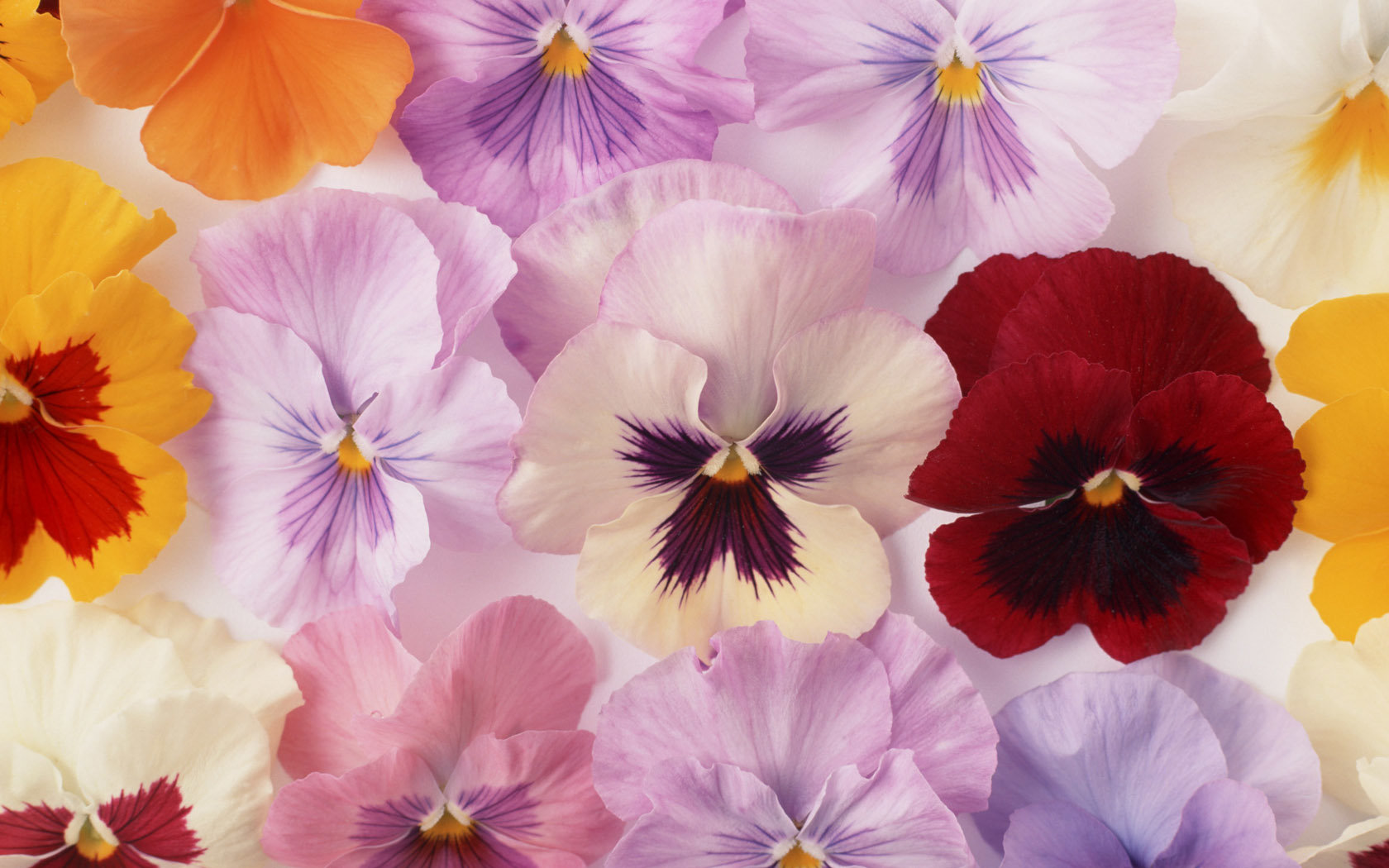 Free download Pansy background ID:163637 hd 1680x1050 for computer