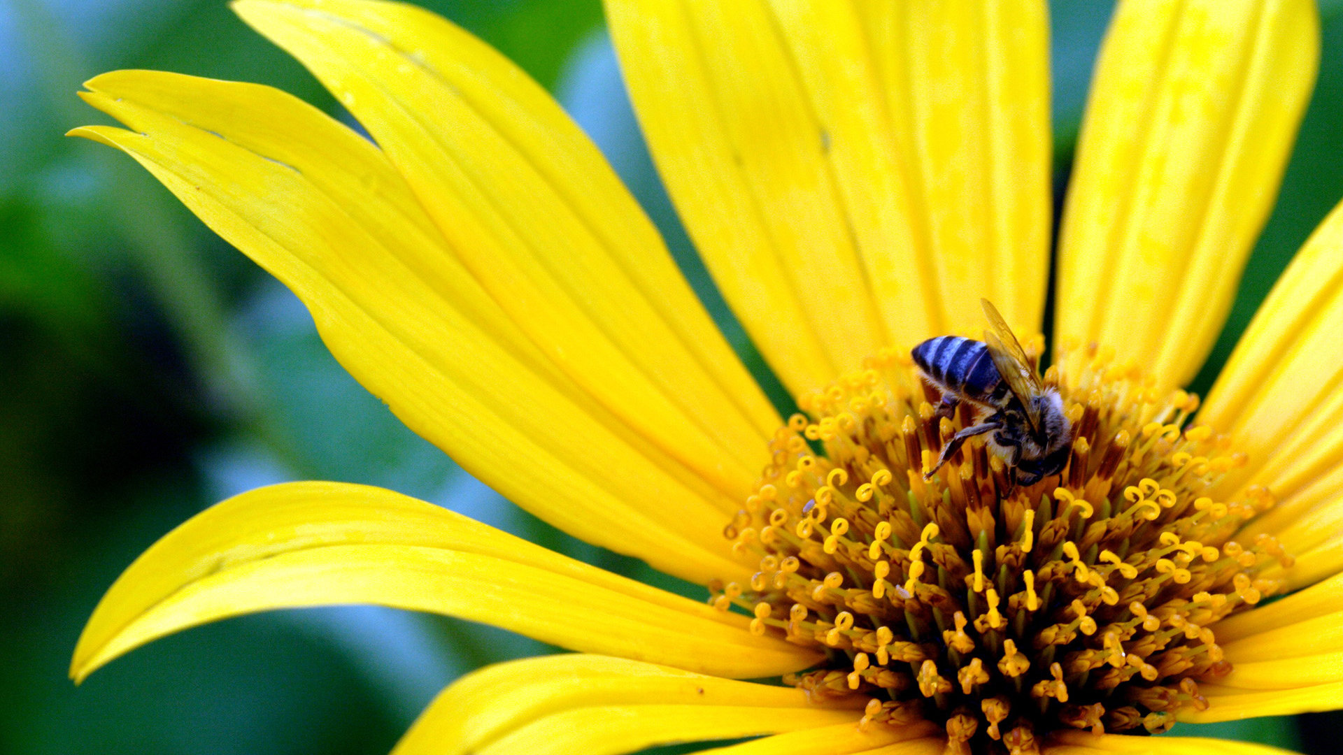 Download full hd Bee computer background ID:460702 for free