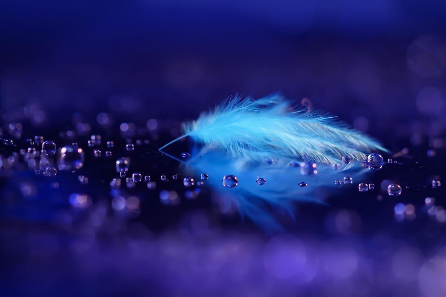 Free Feather high quality wallpaper ID:460556 for hd 1440x960 PC