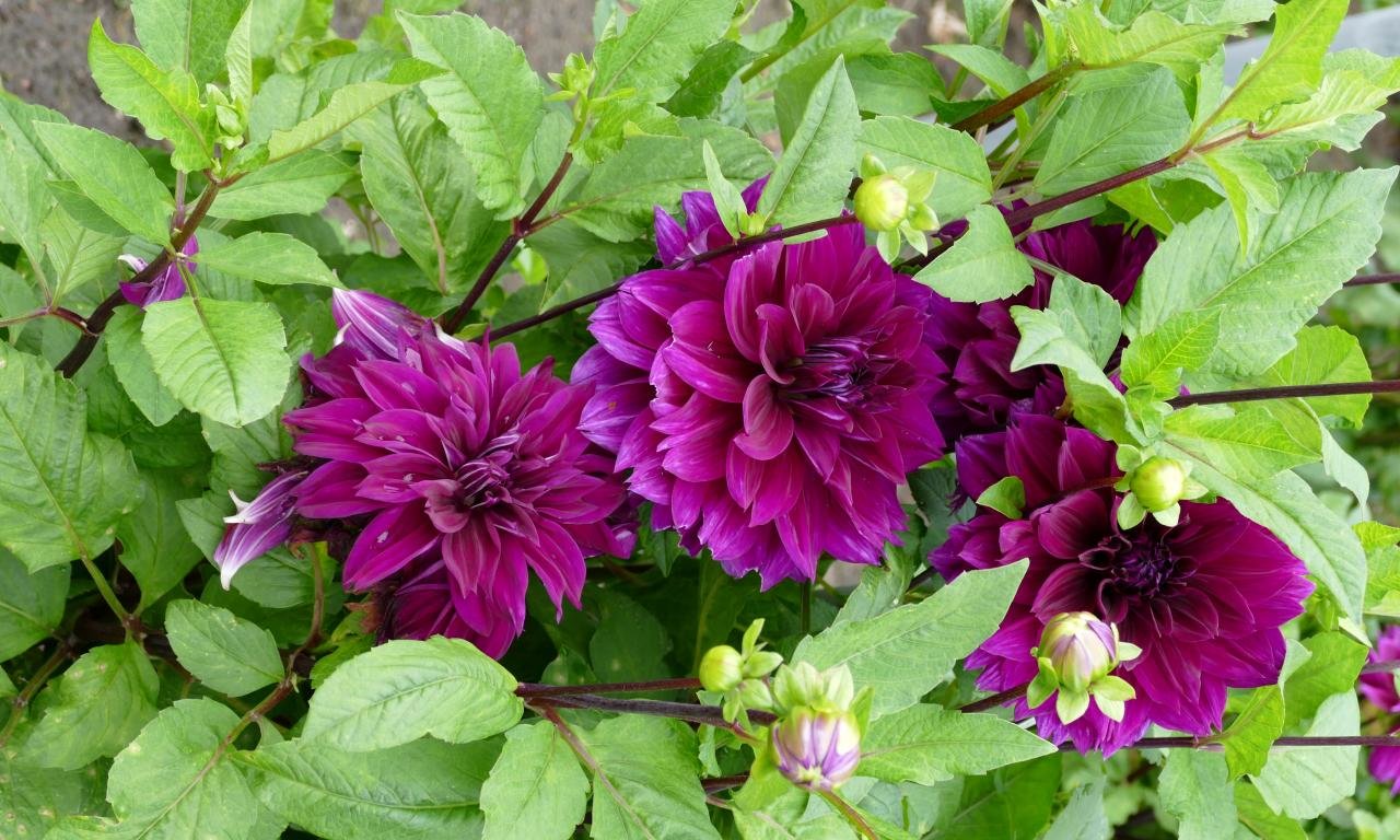 Free download Dahlia background ID:174506 hd 1280x768 for PC