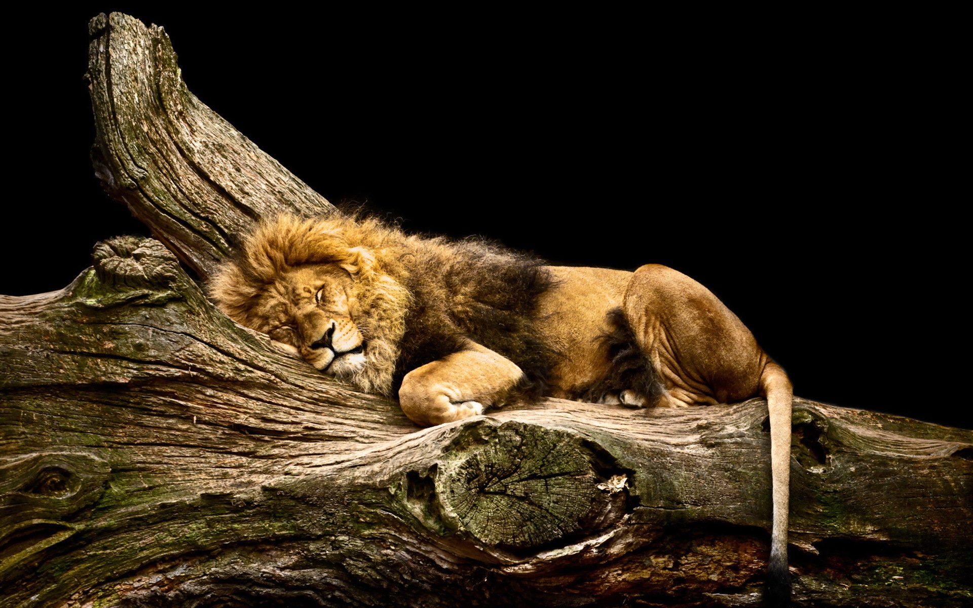 Free download Lion background ID:255339 hd 1920x1200 for computer