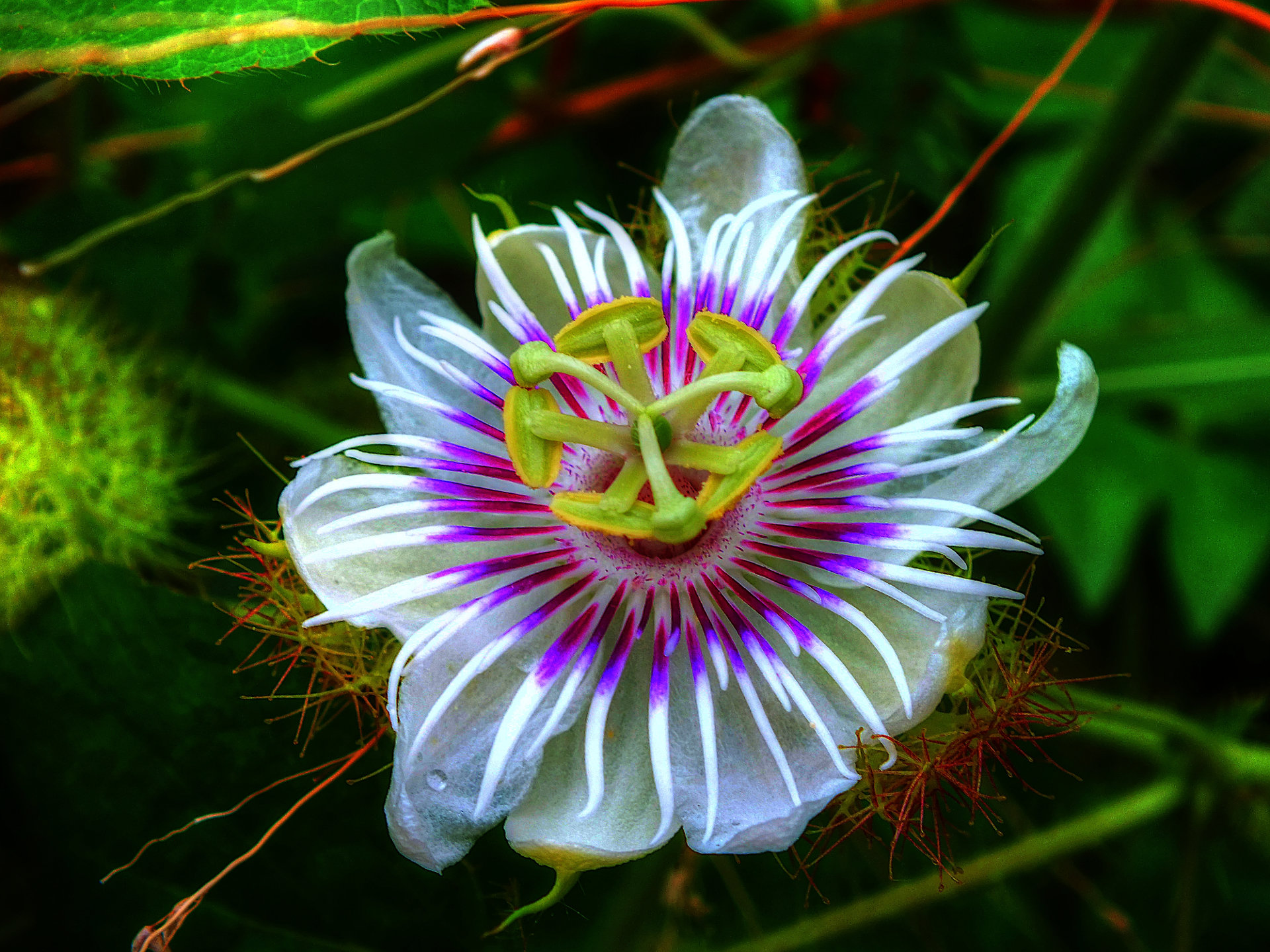 Download hd 1920x1440 Passion Flower PC background ID:401241 for free