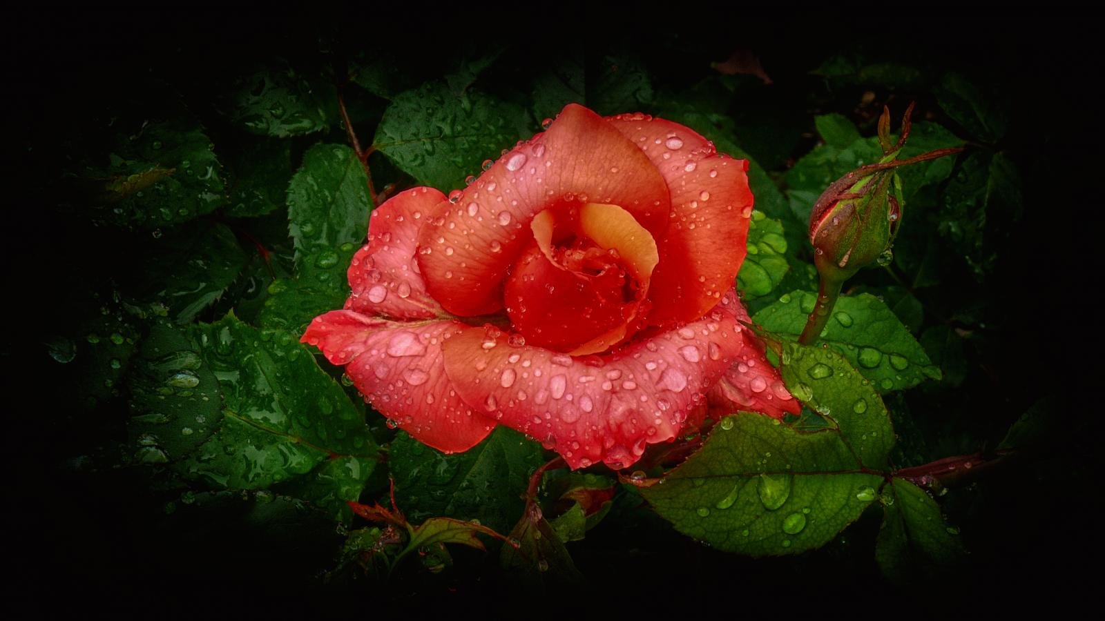 Free Rose high quality background ID:473190 for hd 1600x900 PC