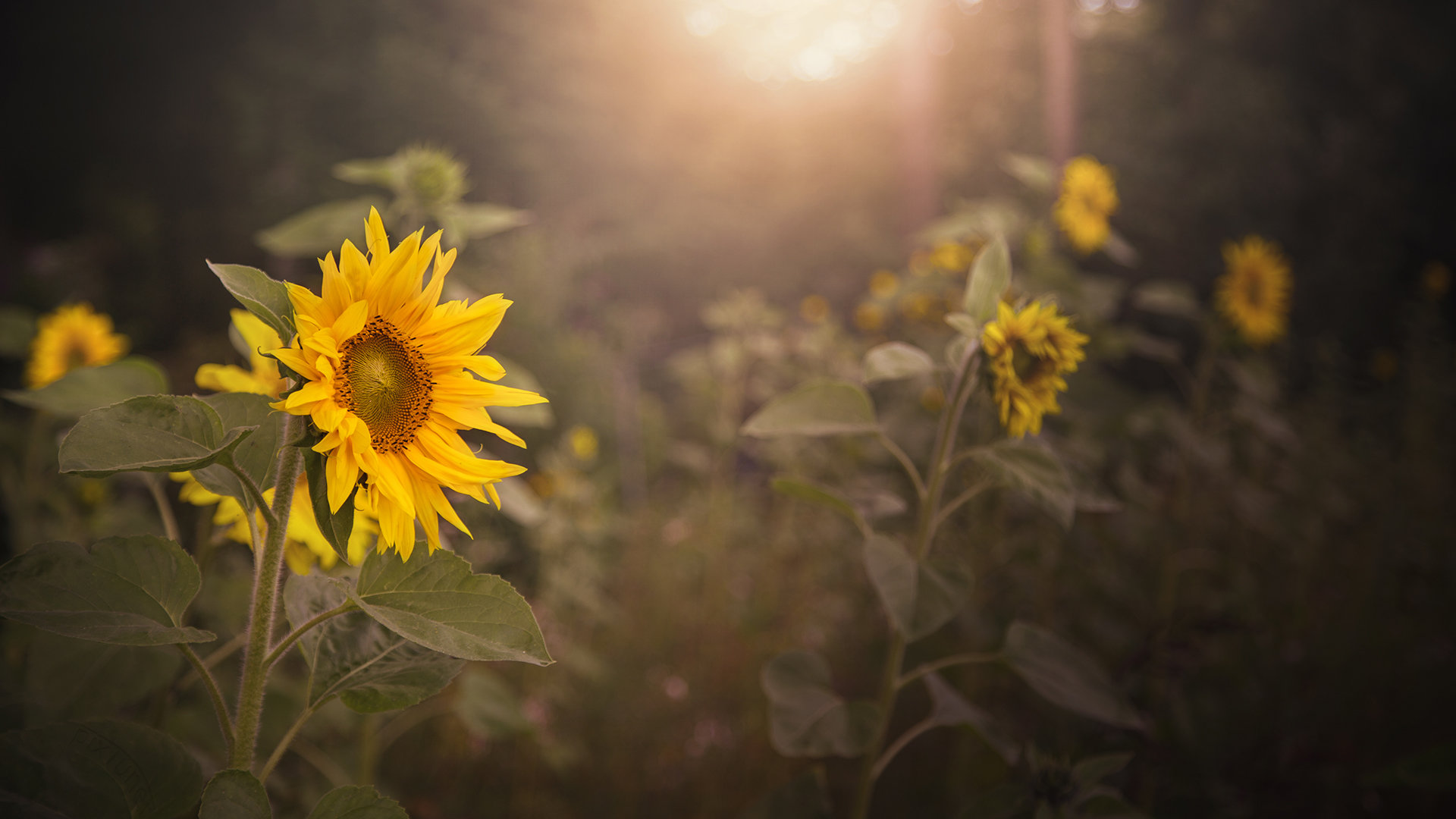 Free Sunflower high quality wallpaper ID:226472 for full hd 1920x1080 PC