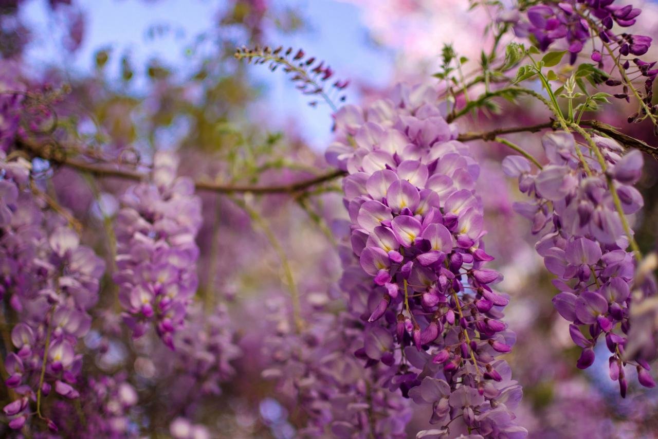 Awesome Wisteria free background ID:255025 for hd 1280x854 computer