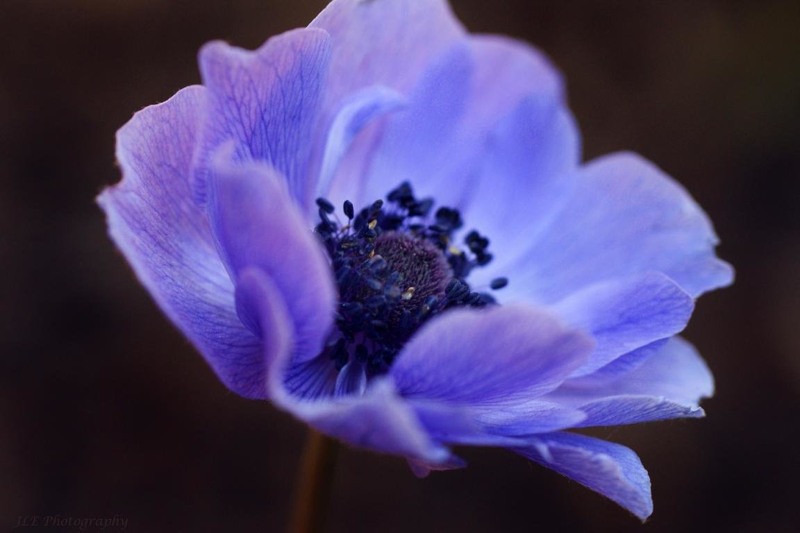Awesome Anemone free background ID:451638 for hd 1152x768 desktop
