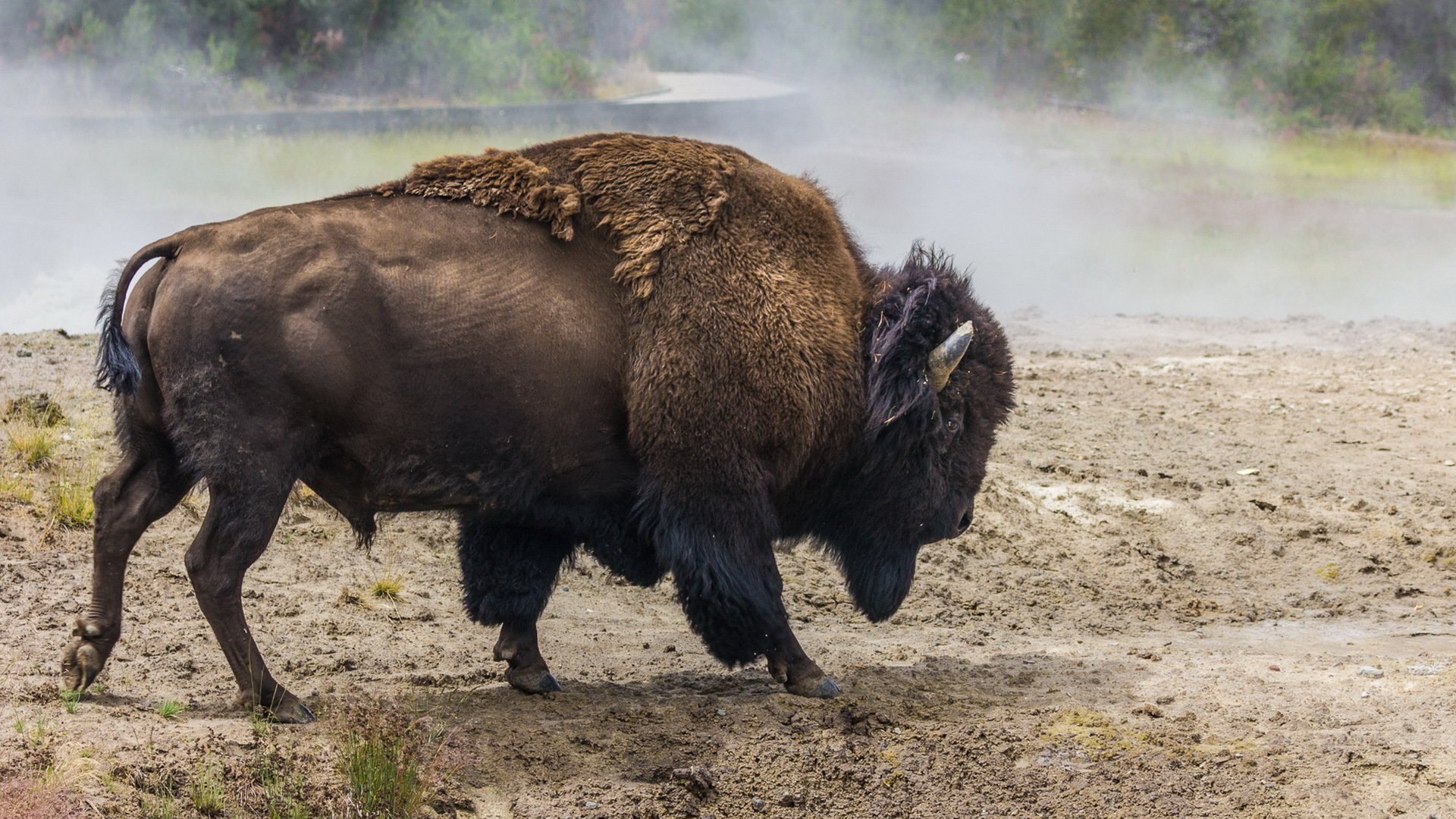 Free Buffalo high quality background ID:379003 for hd 1920x1080 computer
