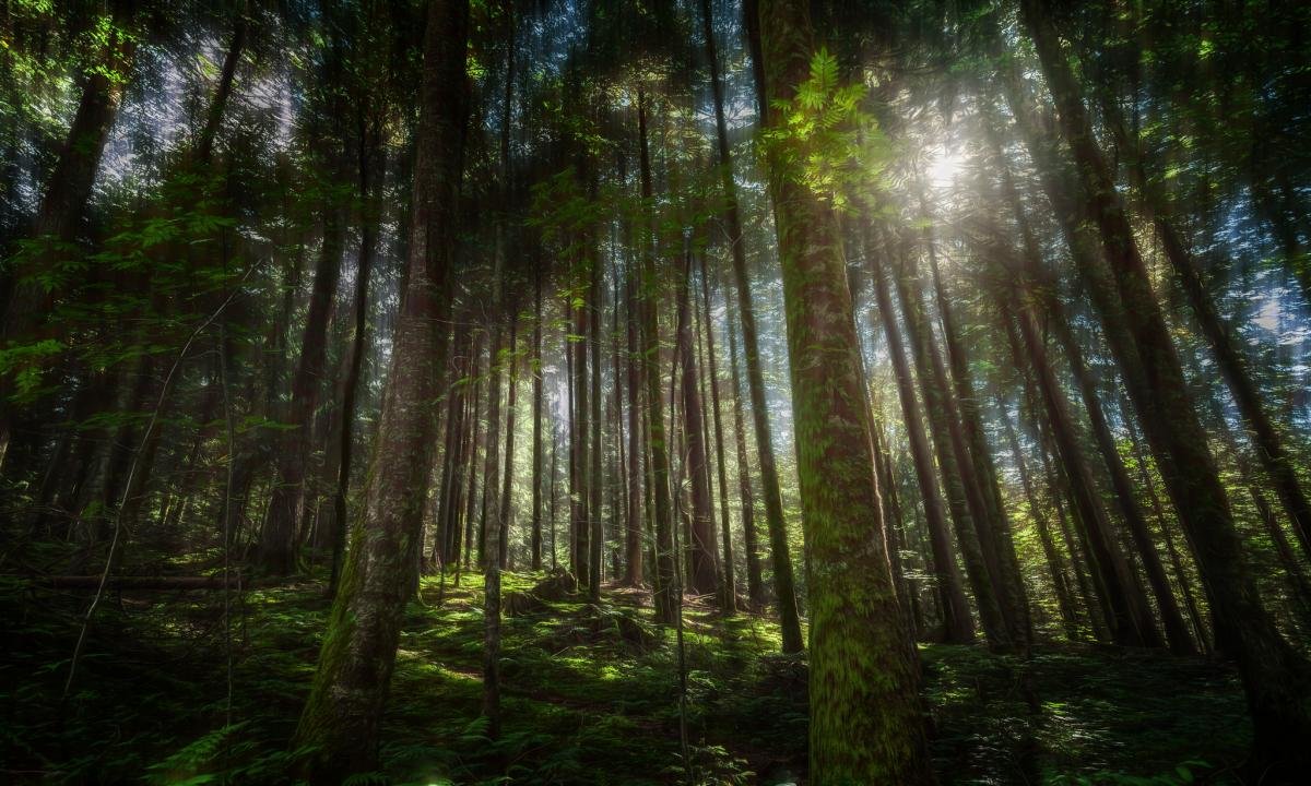 Best Forest wallpaper ID:473890 for High Resolution hd 1200x720 PC
