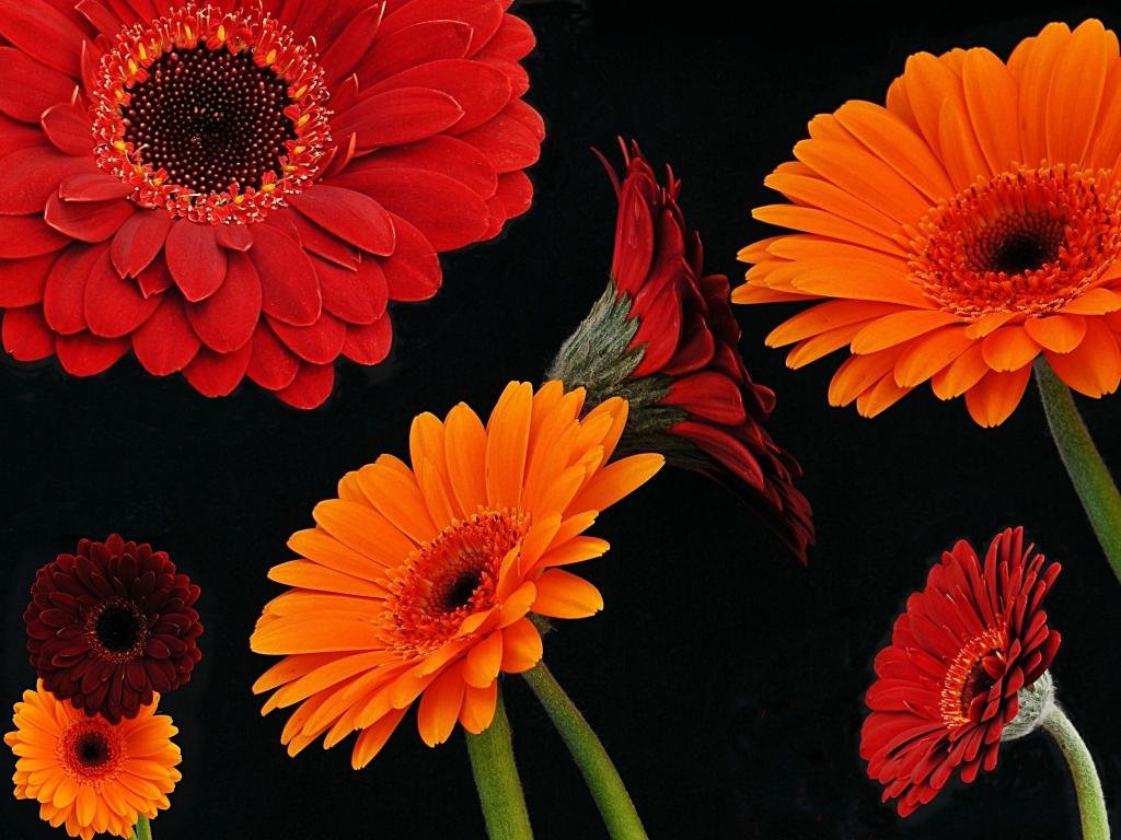 Free Gerbera high quality background ID:119575 for hd 1024x768 PC
