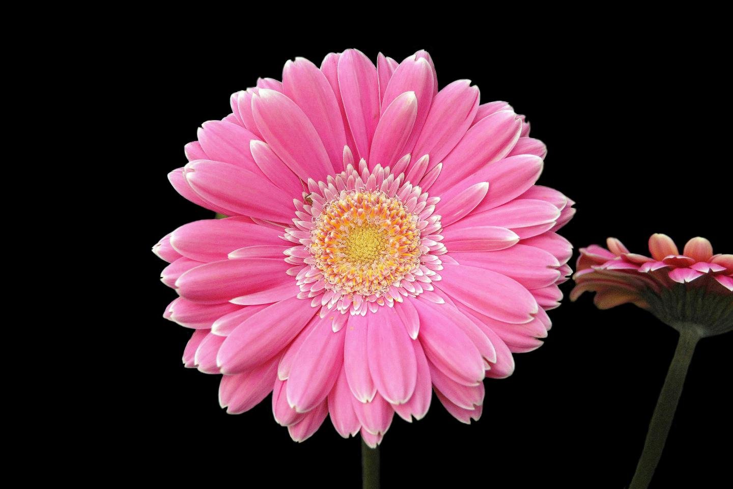 Awesome Gerbera free background ID:119489 for hd 1440x960 PC