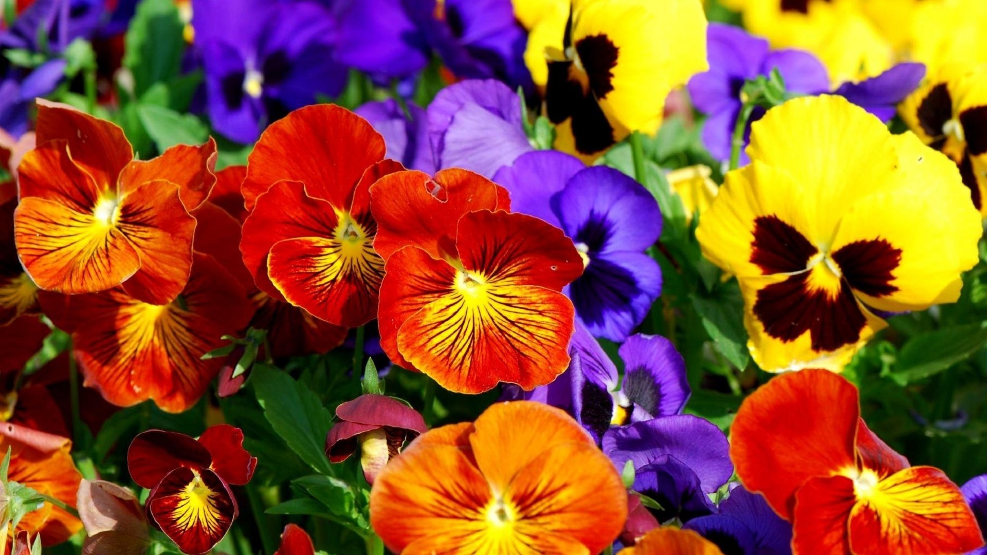 Download full hd Pansy computer background ID:163636 for free