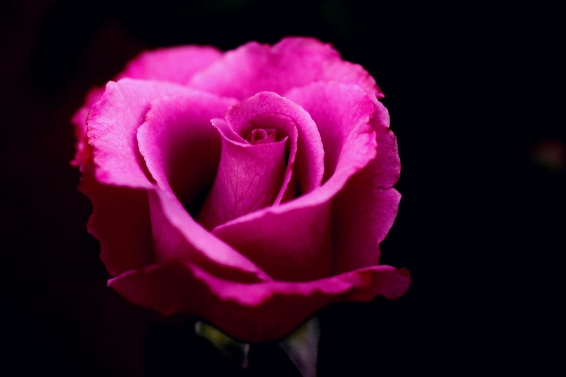 Download hd 1152x768 Rose PC background ID:471704 for free