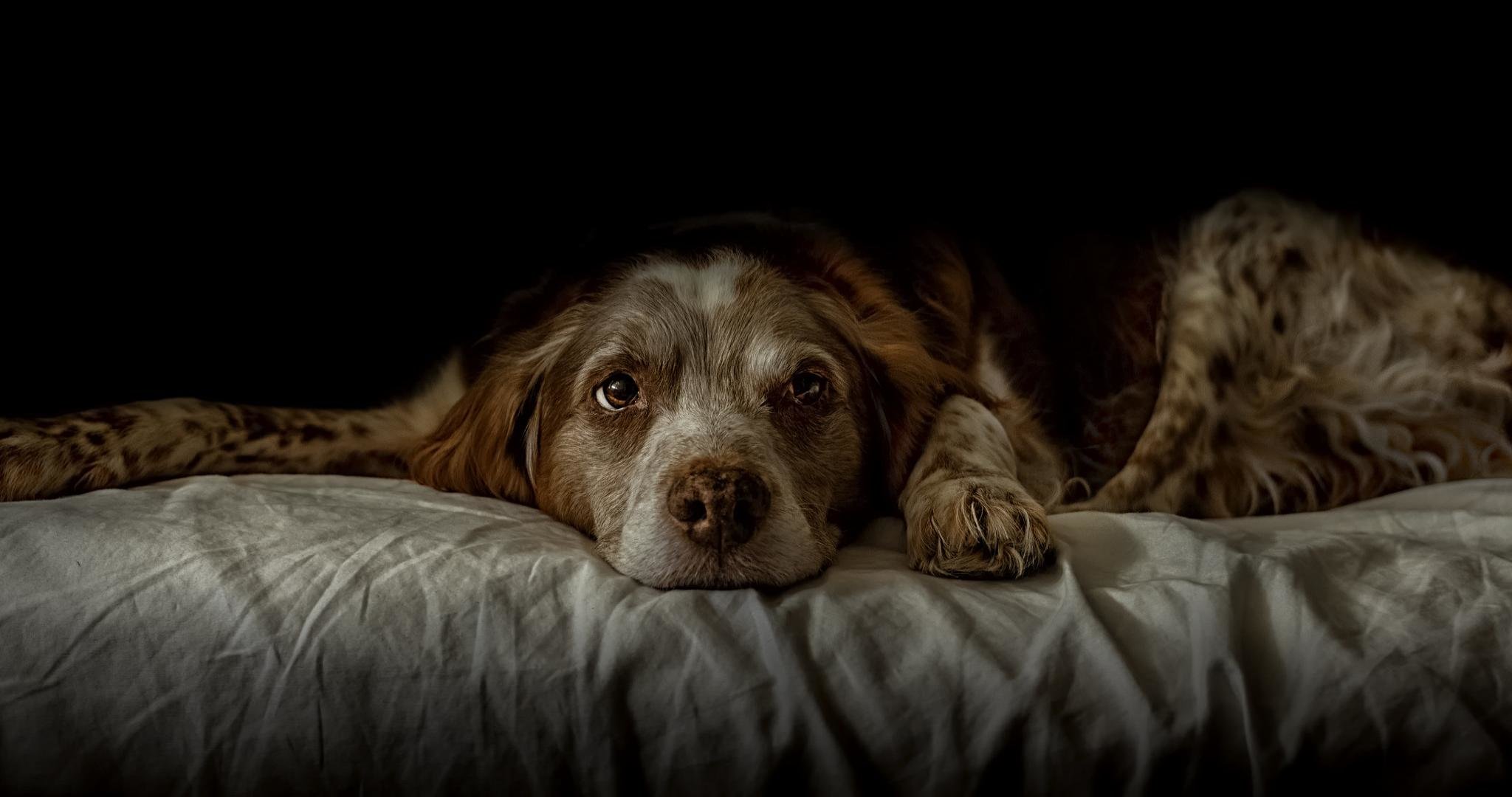 Awesome Spaniel free wallpaper ID:186011 for hd 2048x1080 computer
