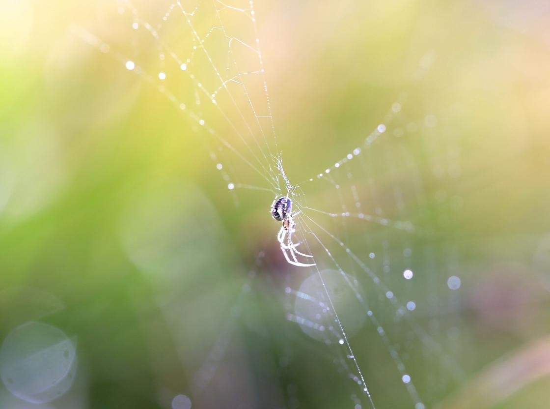 Free download Spider wallpaper ID:22217 hd 1120x832 for computer