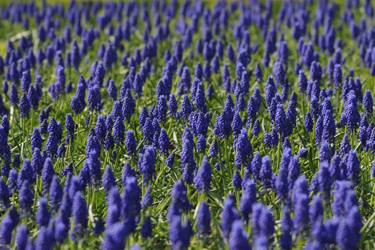 Free Hyacinth high quality background ID:155945 for hd 1280x854 computer