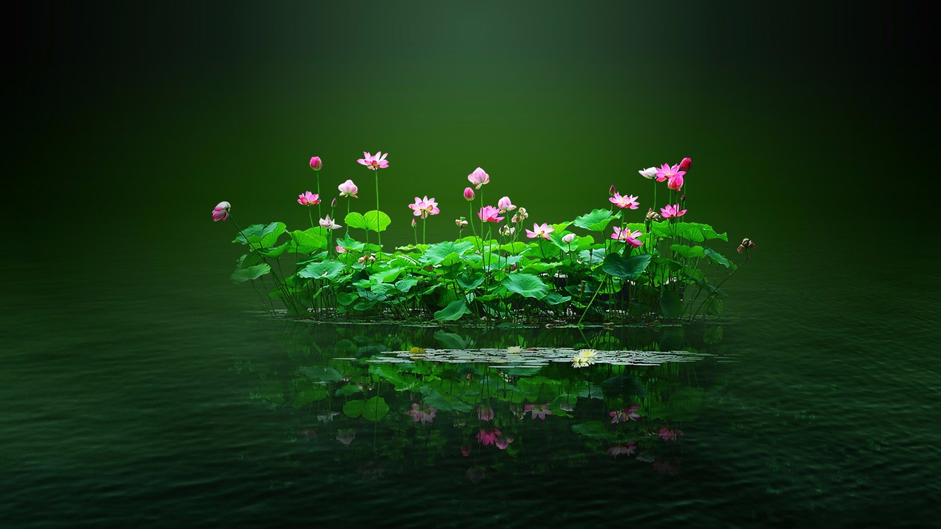 Awesome Lotus flower free wallpaper ID:48399 for full hd PC