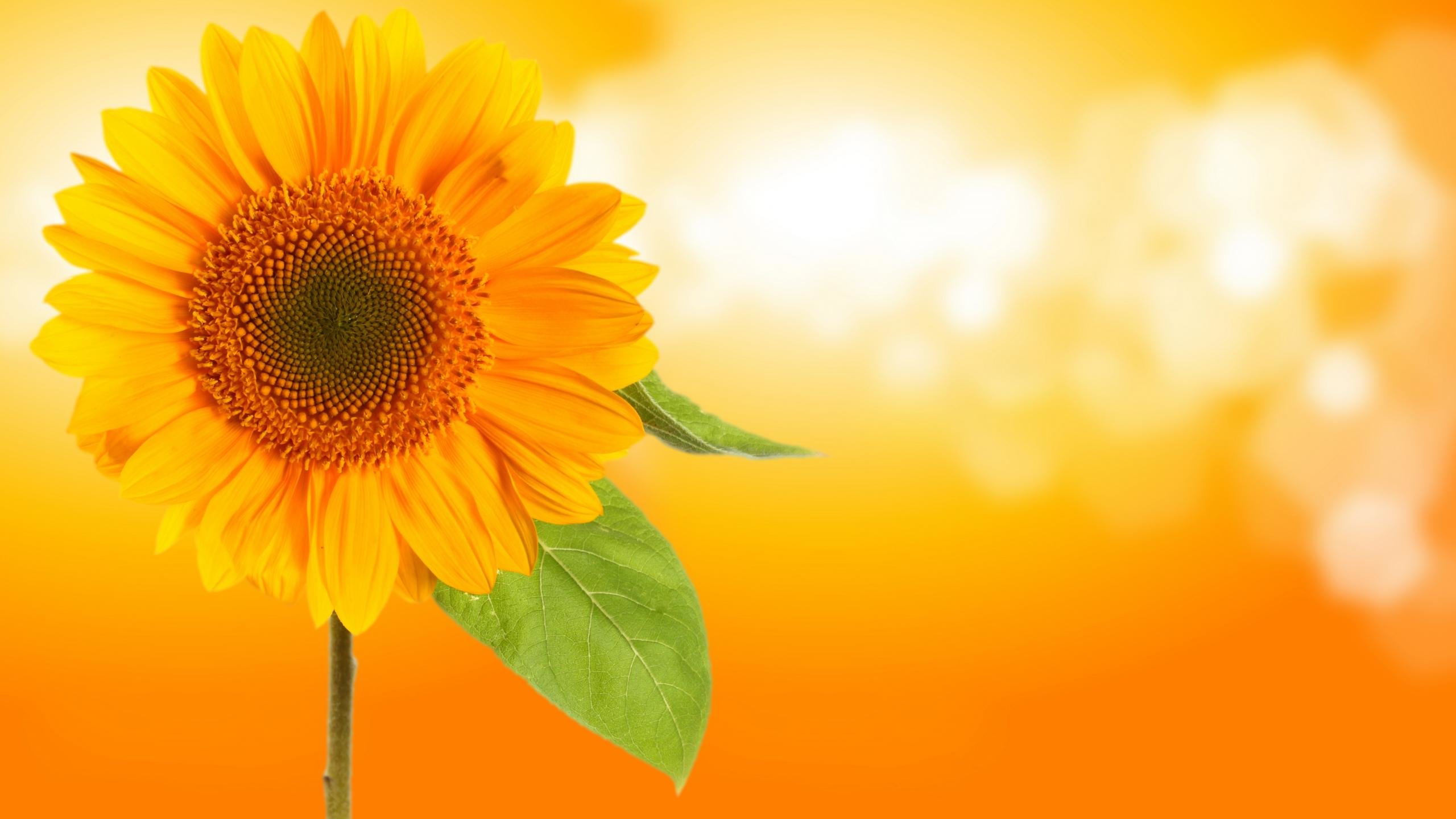 Free download Sunflower background ID:226316 hd 2560x1440 for computer