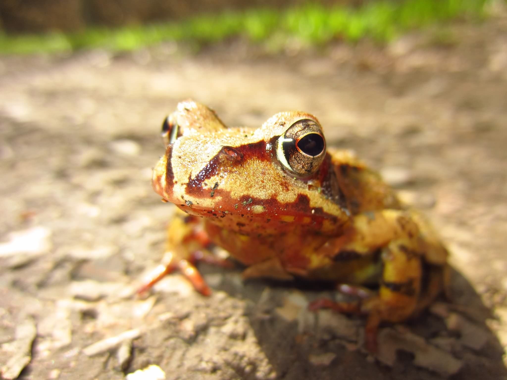 Awesome Toad free background ID:58489 for hd 2048x1536 PC