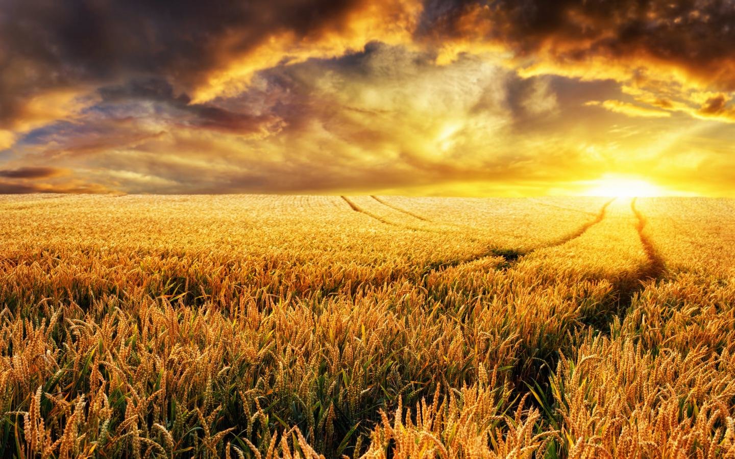 Free Wheat high quality wallpaper ID:391931 for hd 1440x900 computer