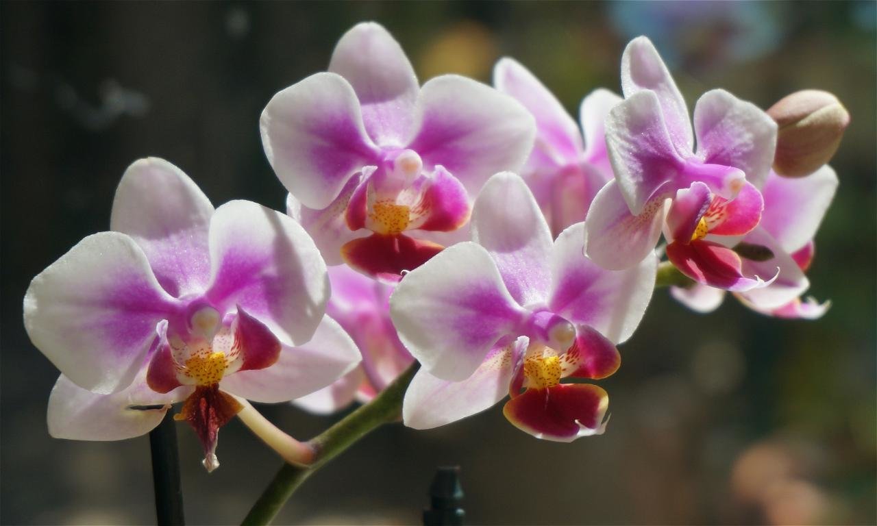 Download hd 1280x768 Orchid computer wallpaper ID:449578 for free