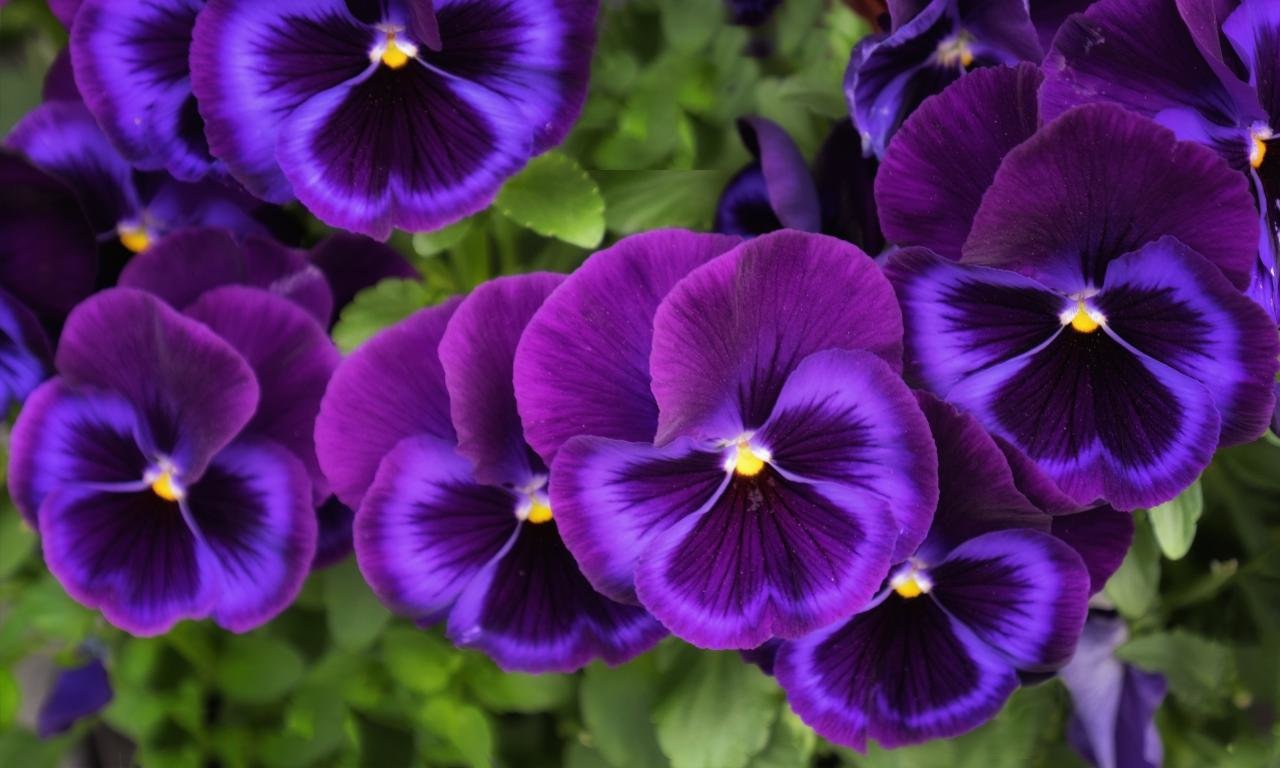 Download hd 1280x768 Pansy PC background ID:163635 for free