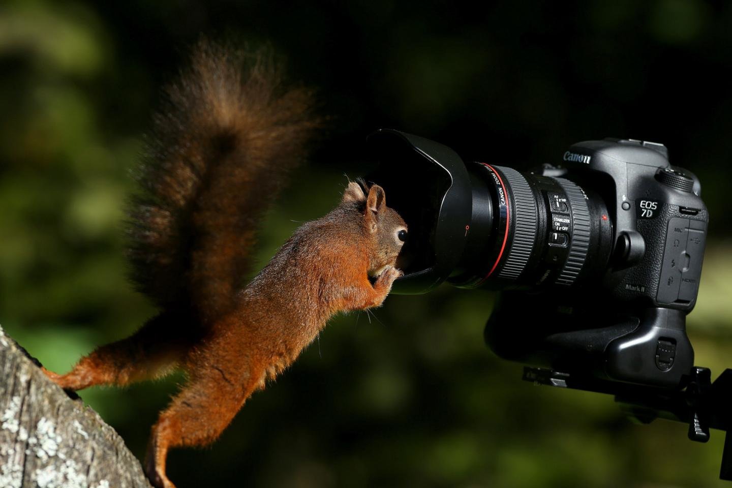 Free download Squirrel background ID:311819 hd 1440x960 for desktop