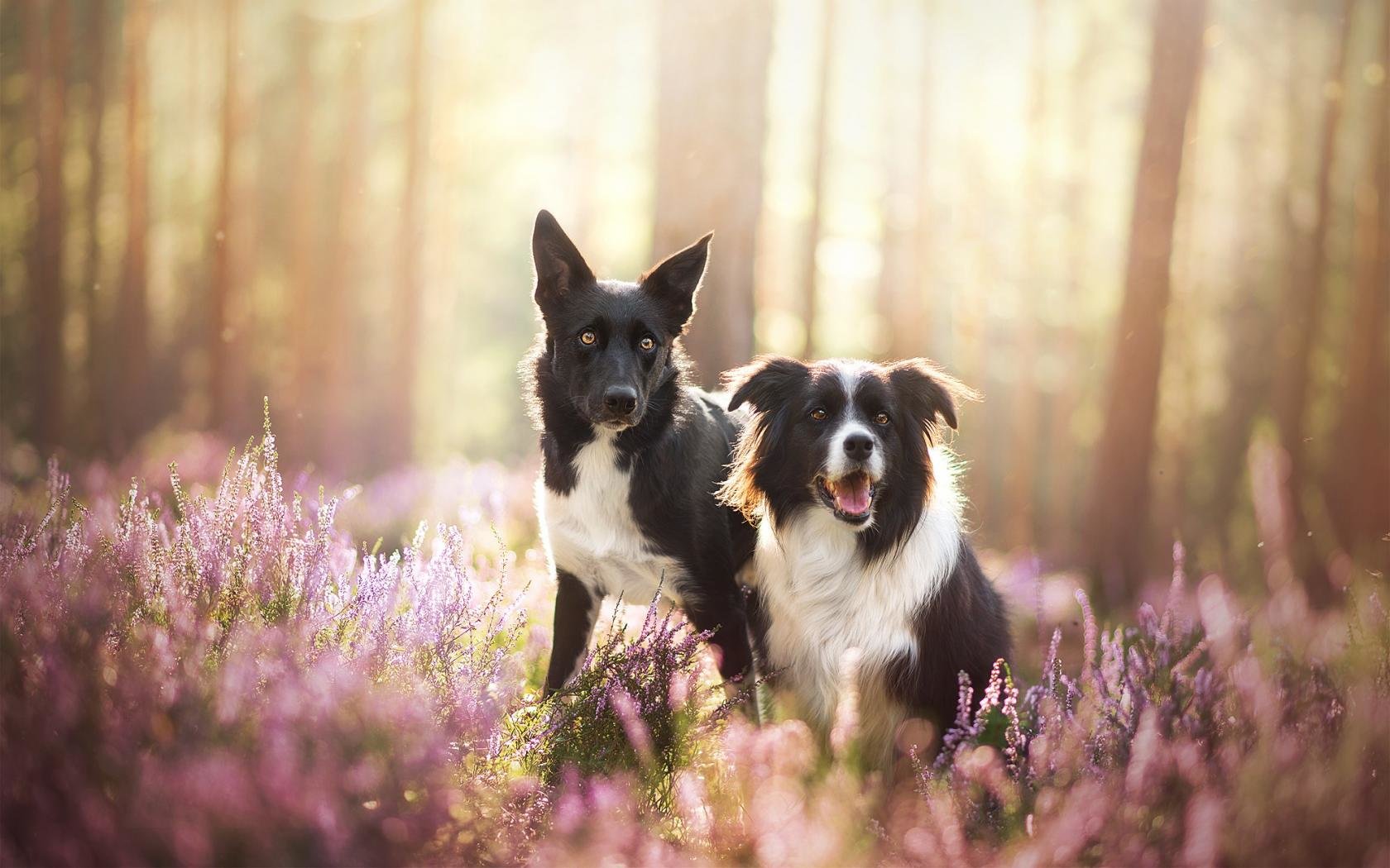 Best Border Collie background ID:165901 for High Resolution hd 1680x1050 PC