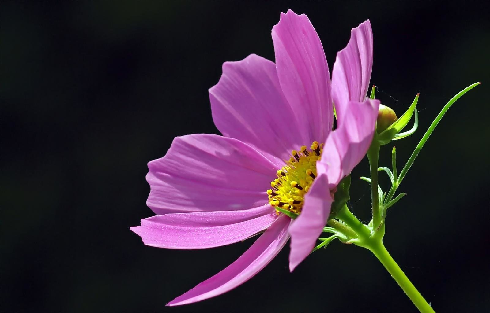 High resolution Cosmos hd 1600x1024 background ID:272035 for PC