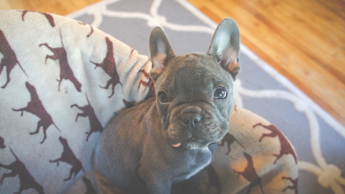 Free French Bulldog high quality background ID:28705 for 1366x768 laptop desktop