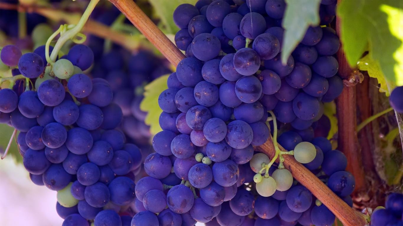 Free download Grapes background ID:420698 1366x768 laptop for computer