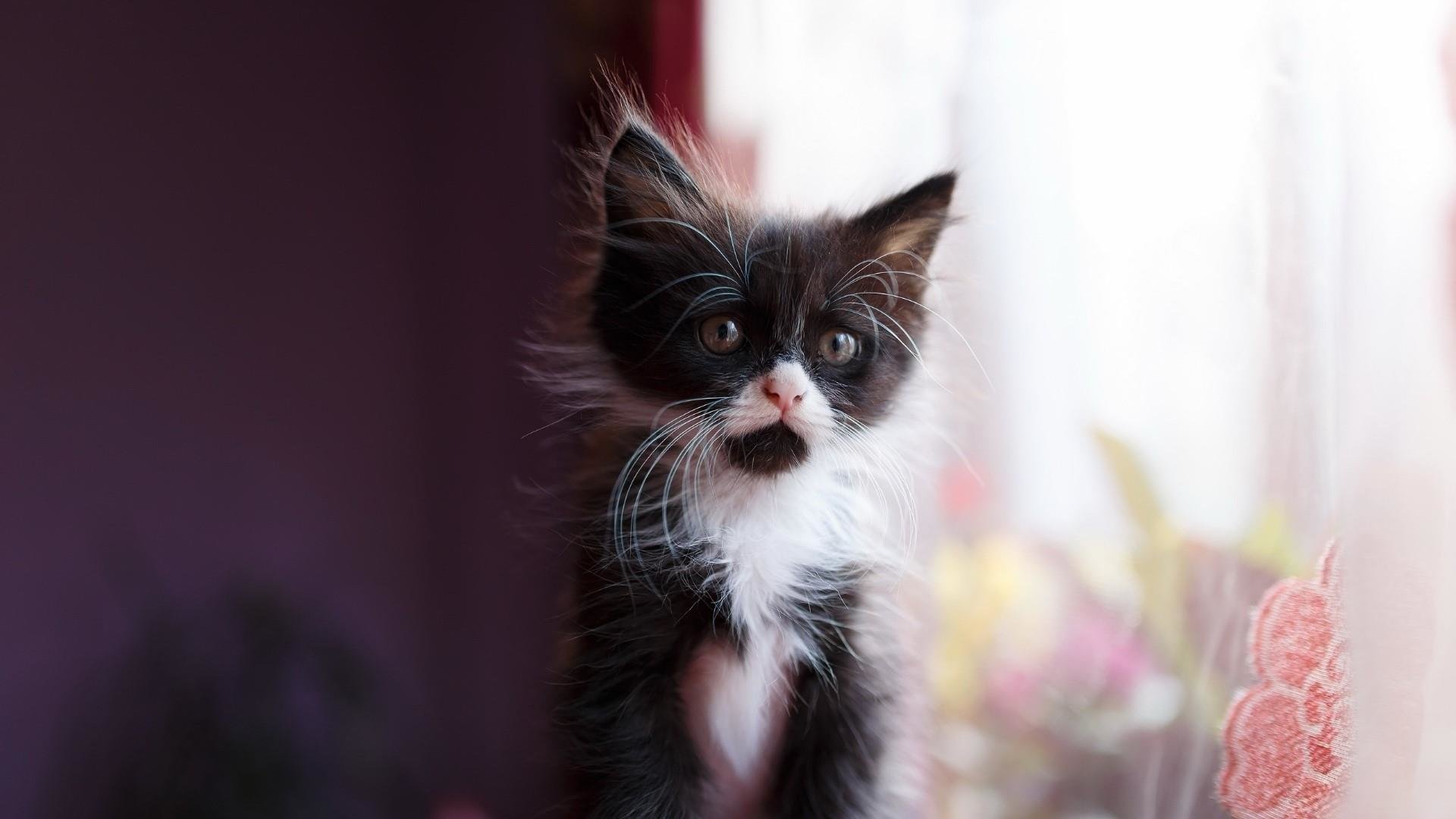 High resolution Kitten hd 1920x1080 background ID:427471 for PC