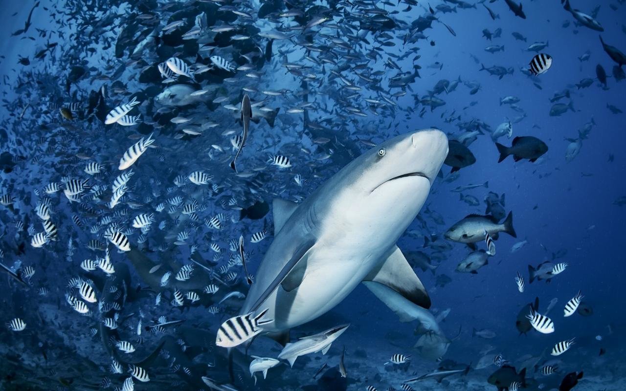 Free Shark high quality background ID:180625 for hd 1280x800 computer