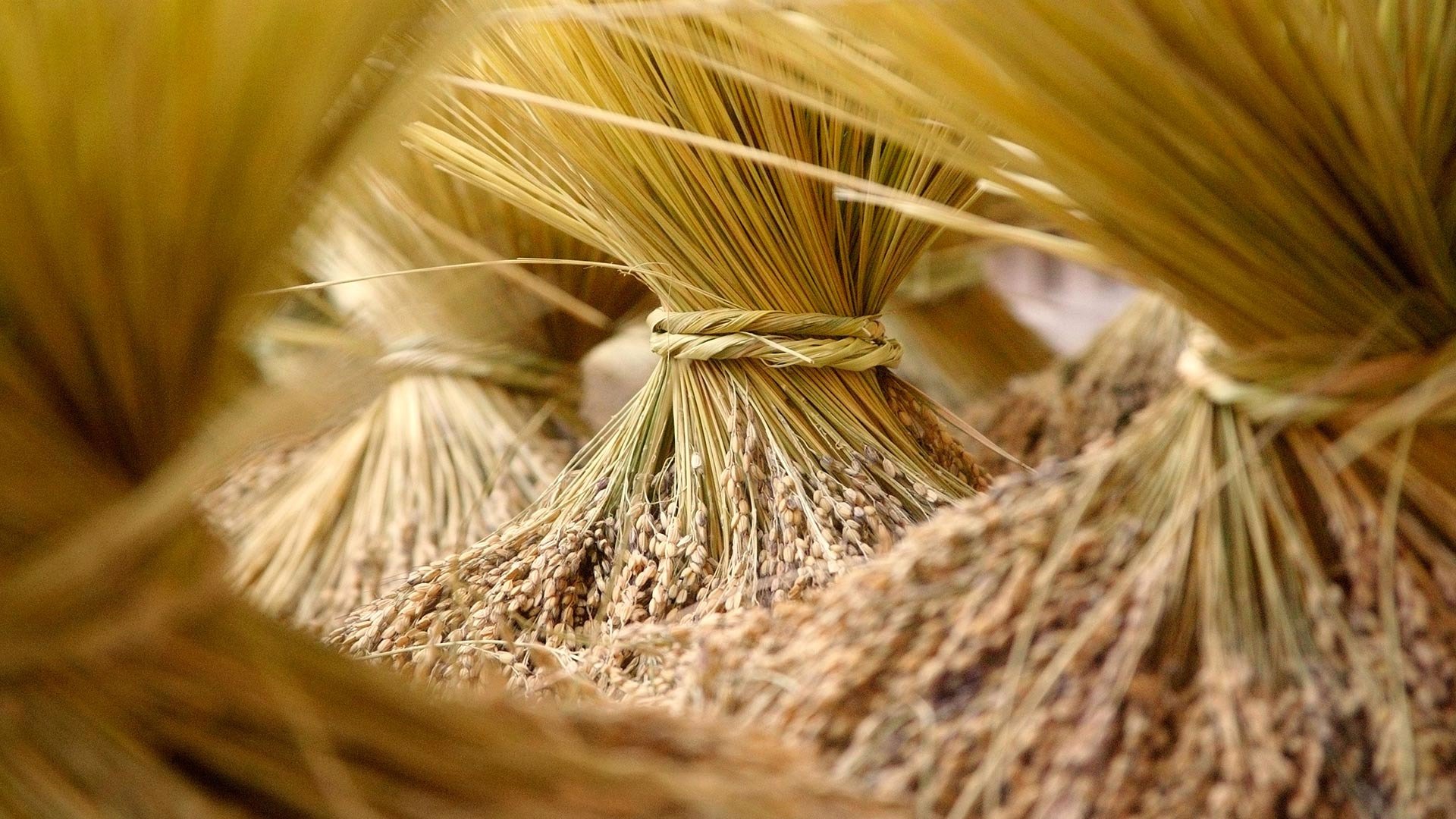 Awesome Wheat free background ID:392029 for full hd 1080p computer