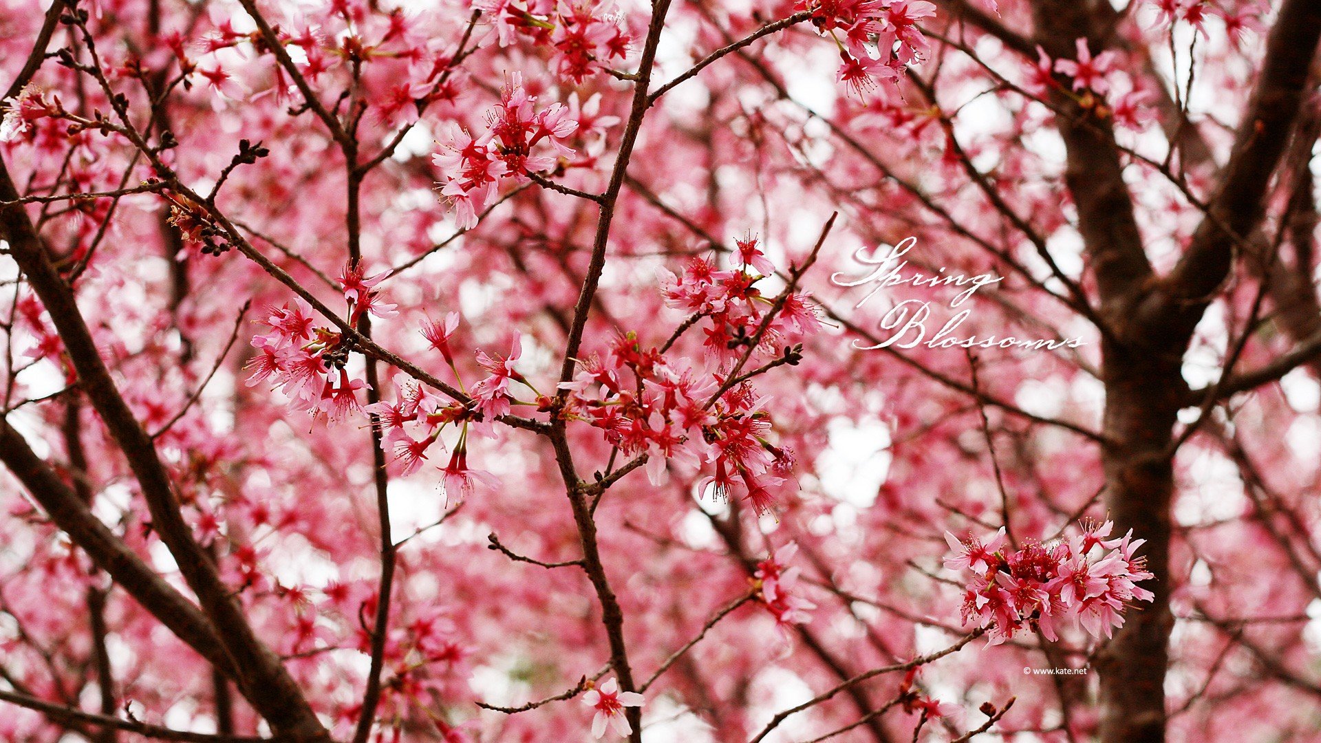 Awesome Blossom free wallpaper ID:332918 for full hd 1920x1080 desktop