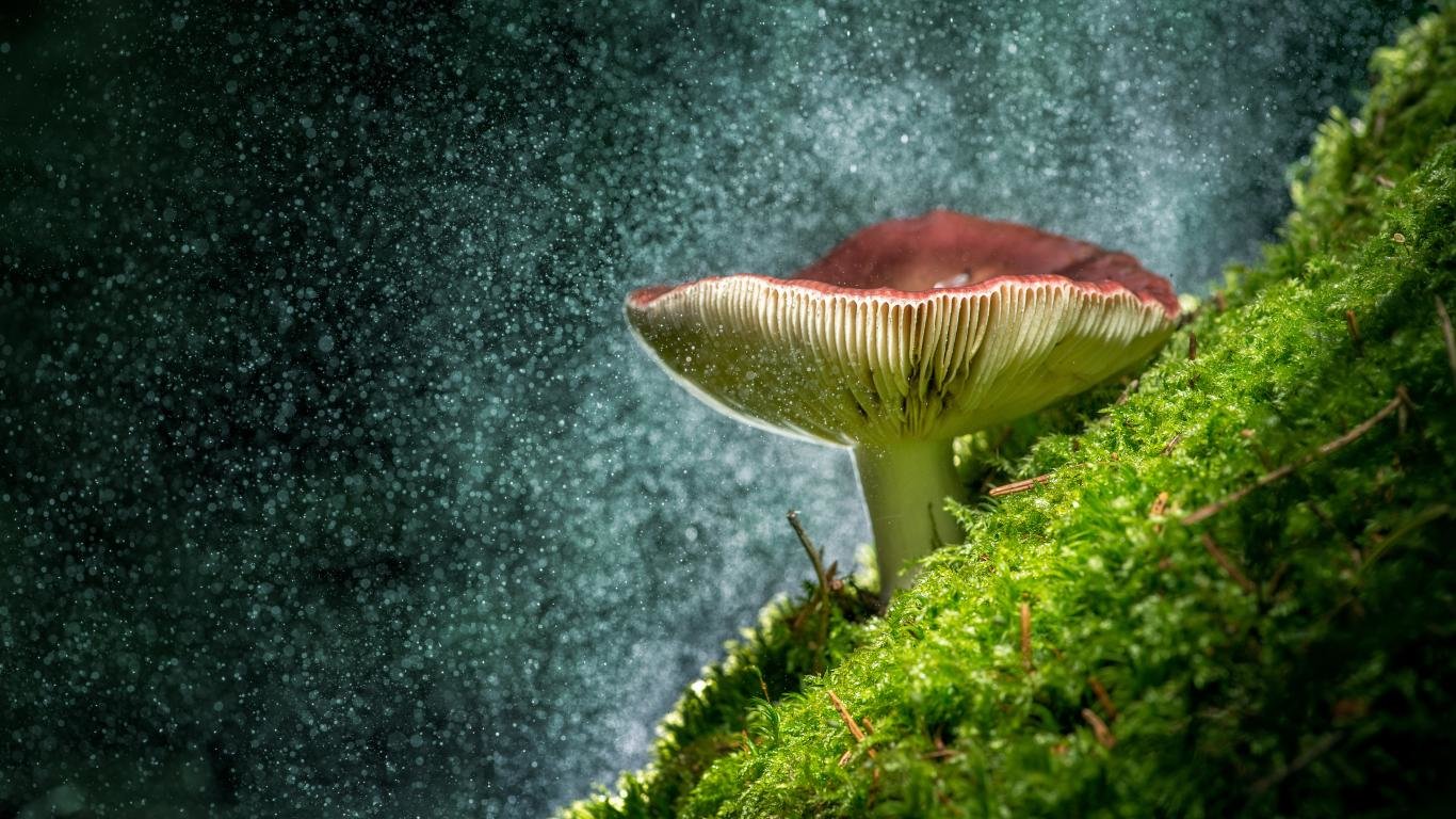 Free Mushroom high quality background ID:145282 for 1366x768 laptop computer
