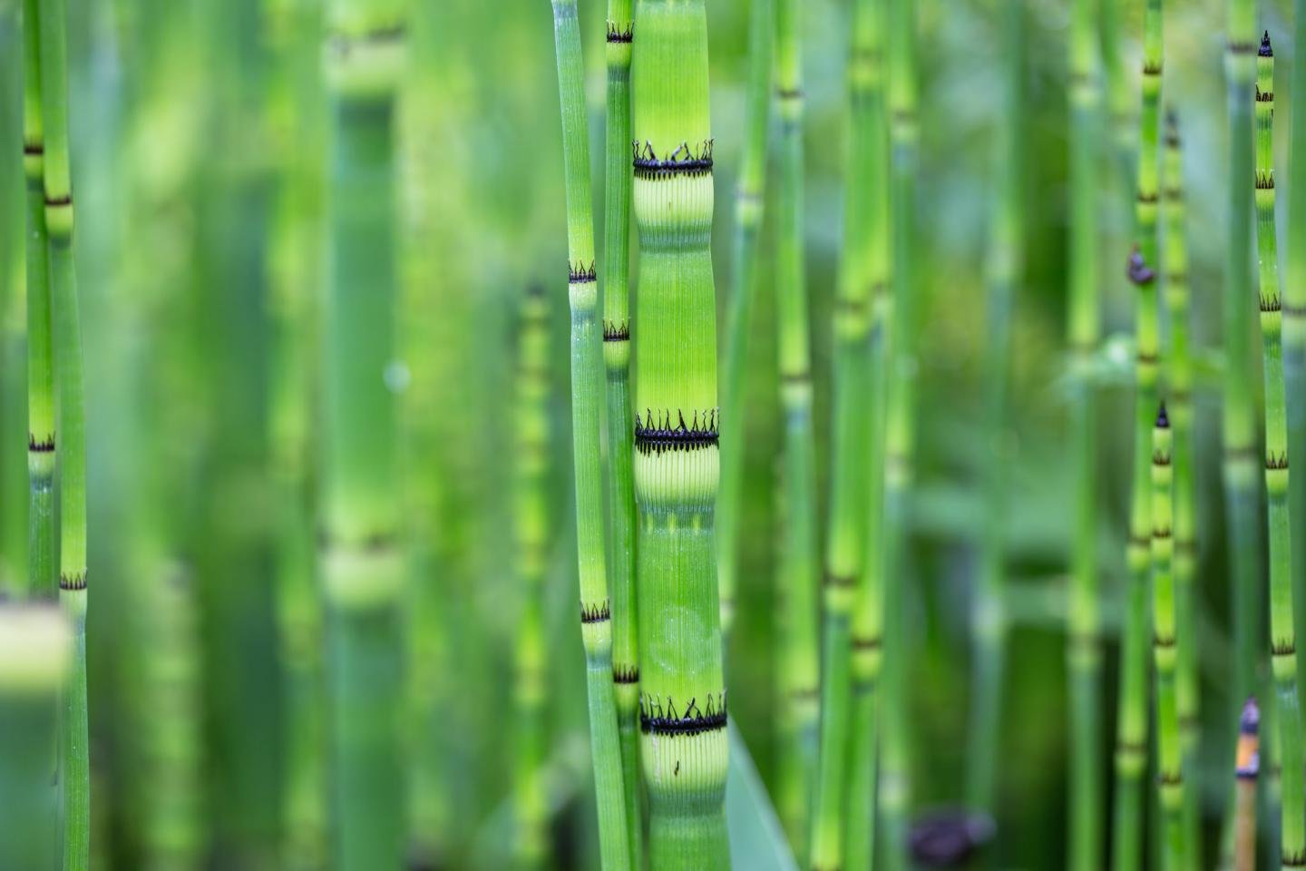 Best Bamboo background ID:246805 for High Resolution hd 1440x960 PC
