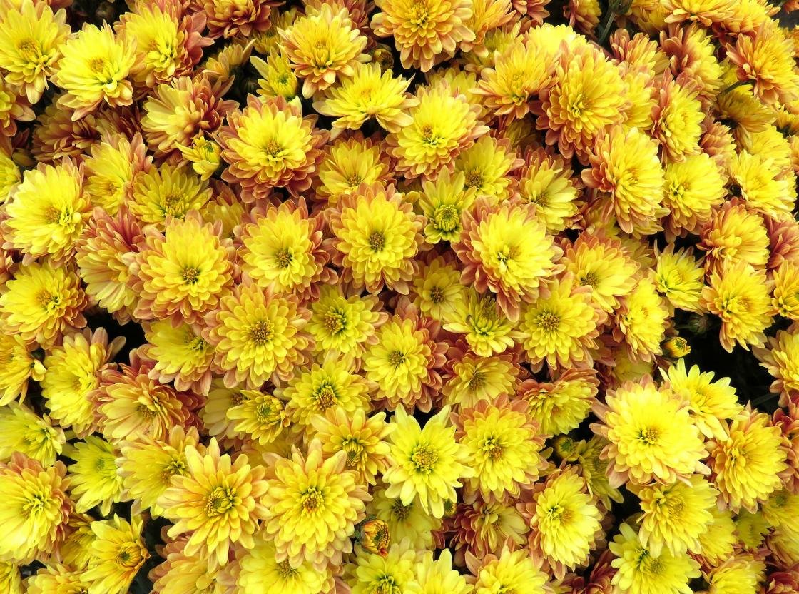 High resolution Chrysanthemum hd 1120x832 wallpaper ID:458400 for PC