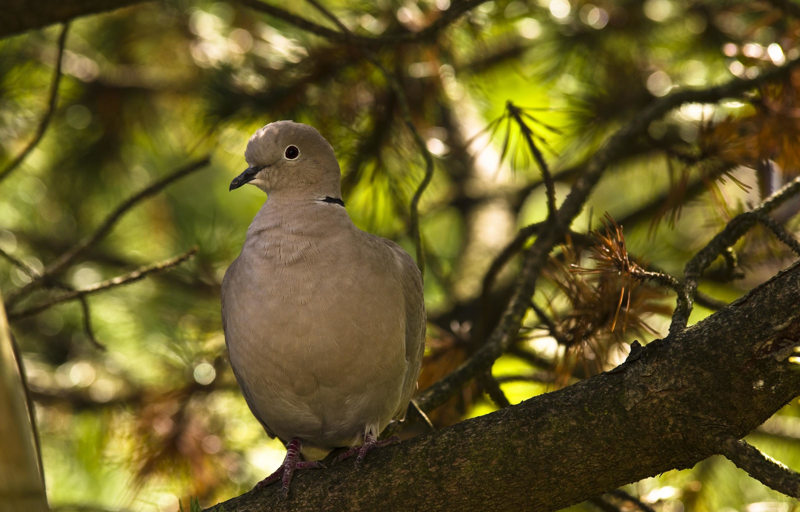 High resolution Dove hd 3200x2048 background ID:357262 for PC