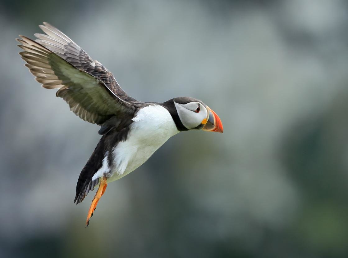 Download hd 1120x832 Puffin PC wallpaper ID:193164 for free