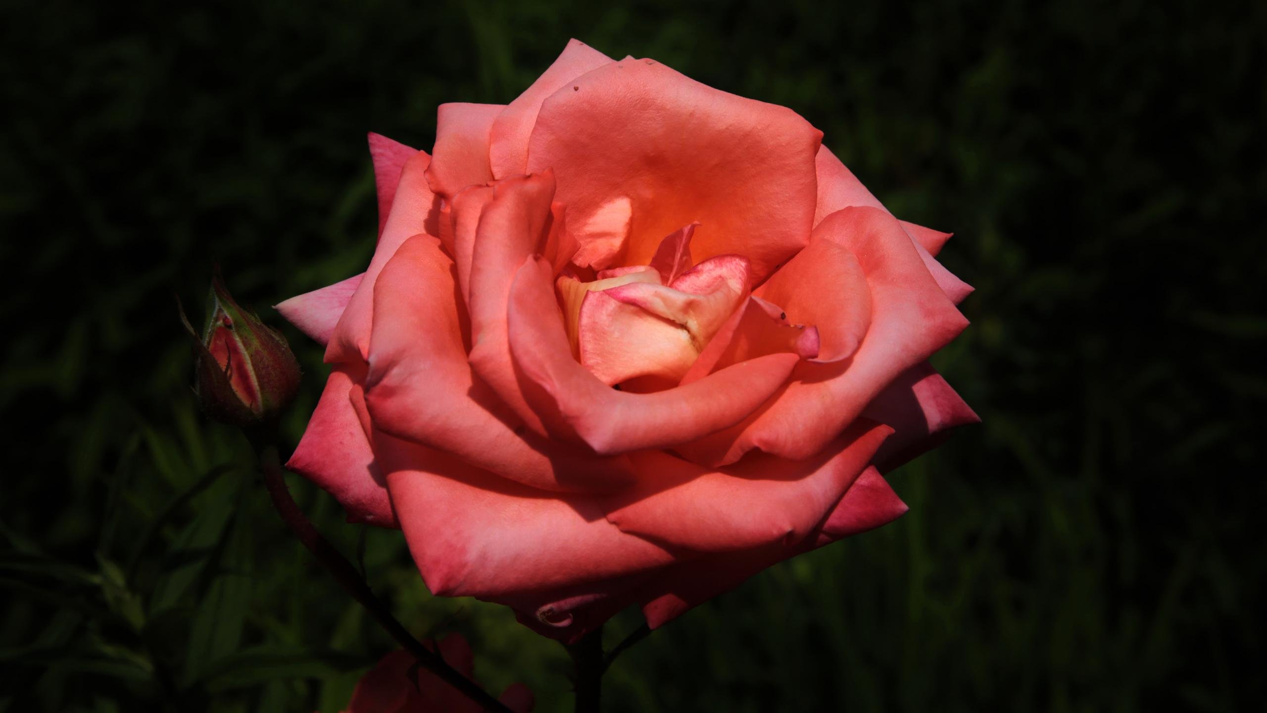 Free Rose high quality wallpaper ID:472248 for hd 2560x1440 PC
