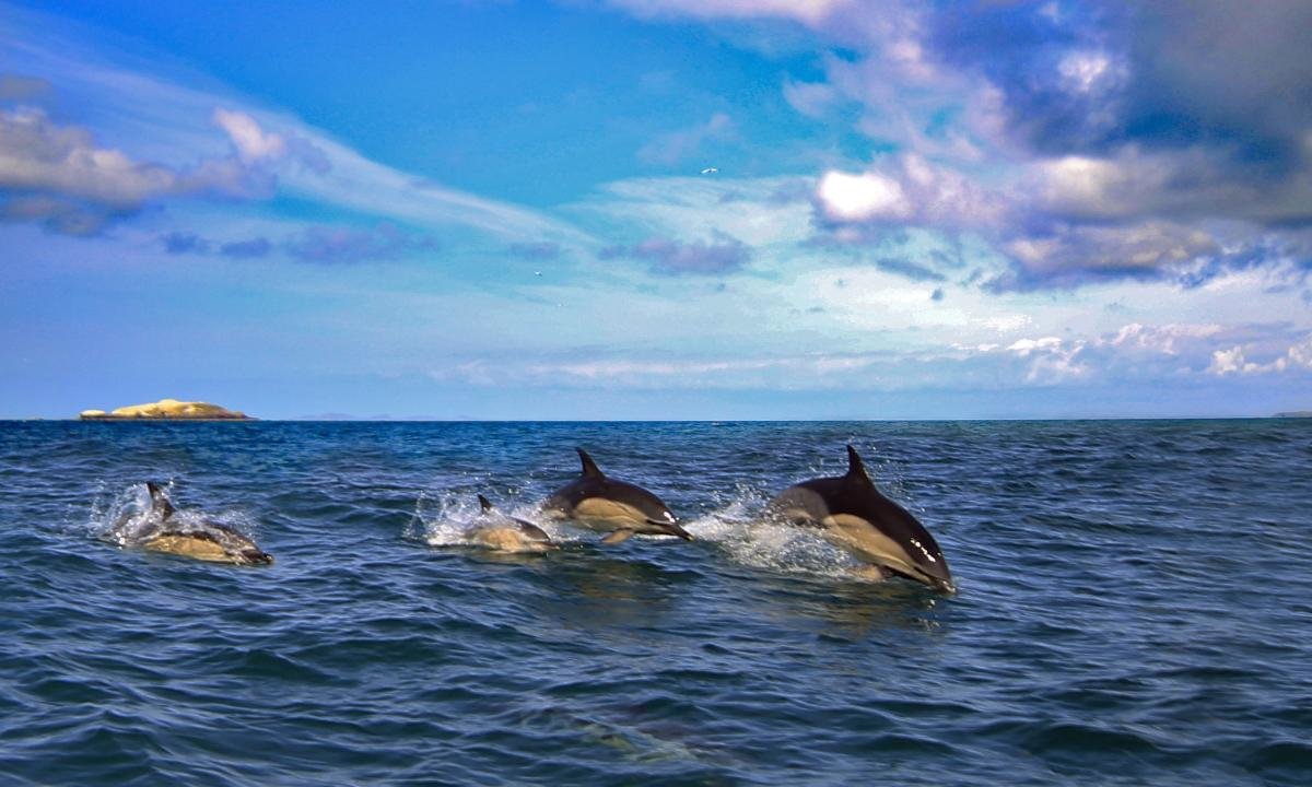 Free download Dolphin background ID:248444 hd 1200x720 for PC