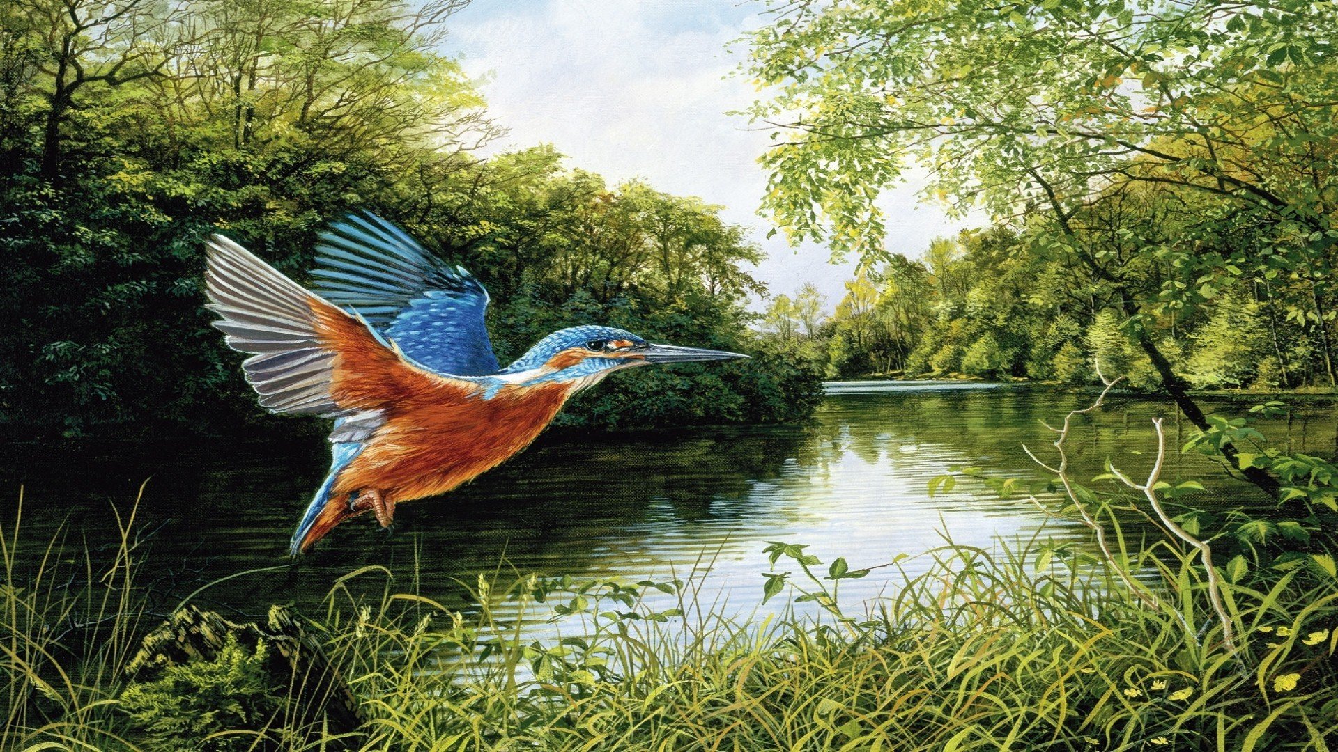 Awesome Kingfisher free wallpaper ID:311336 for full hd computer