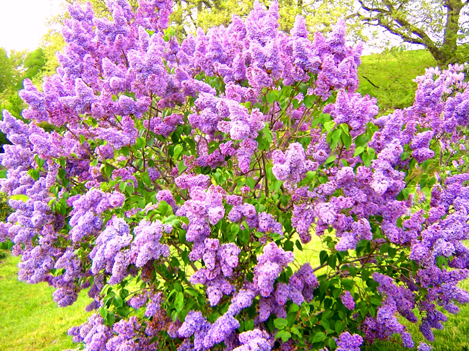Awesome Lilac free background ID:276201 for hd 1600x1200 desktop