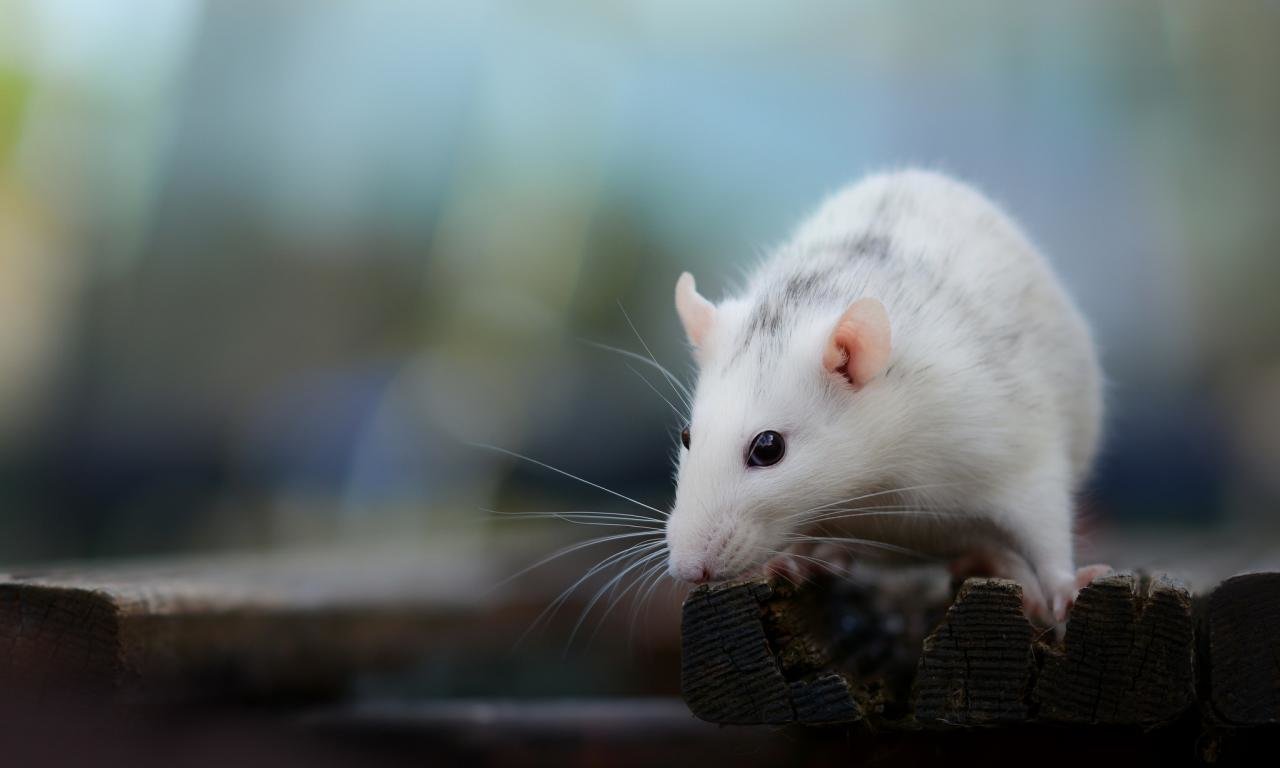 High resolution Mouse hd 1280x768 background ID:132517 for desktop