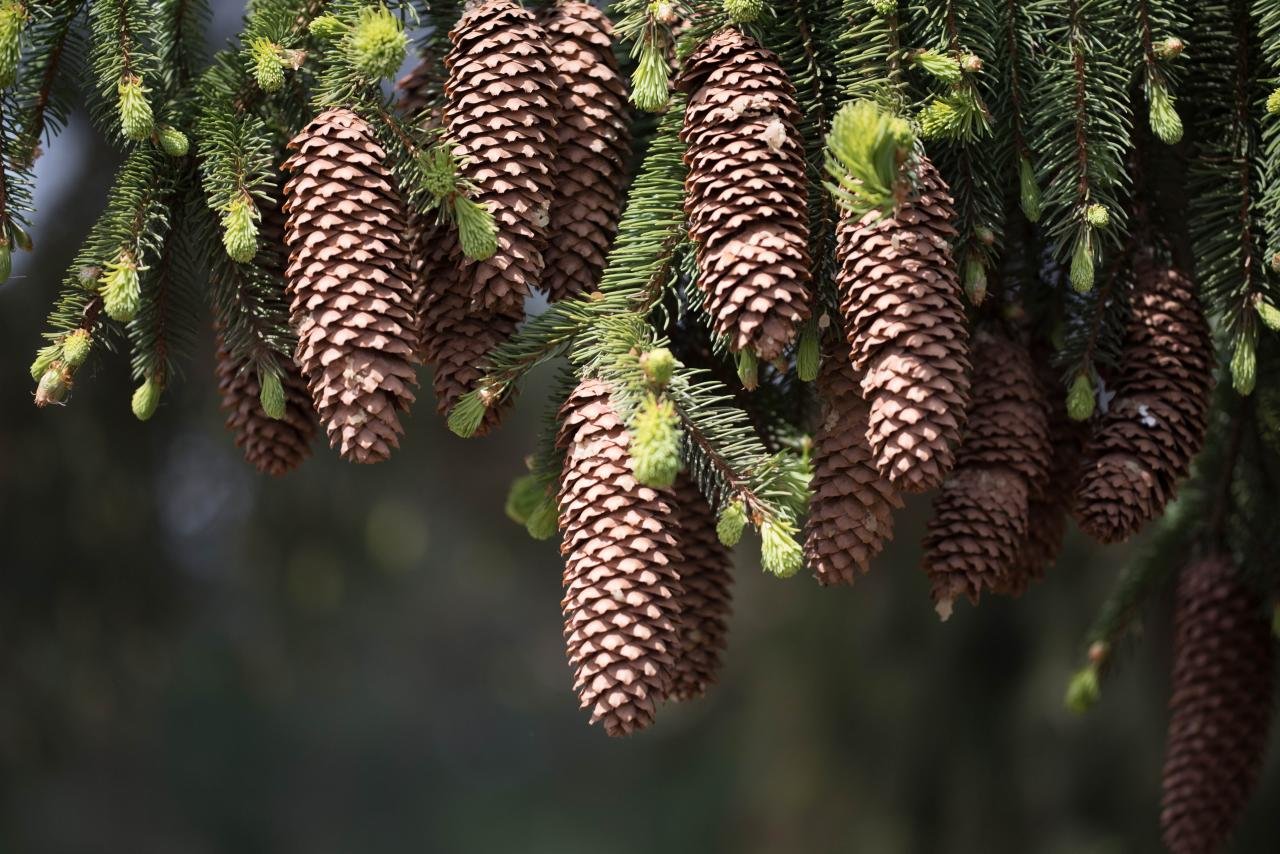 Awesome Pine Cone free wallpaper ID:463619 for hd 1280x854 desktop