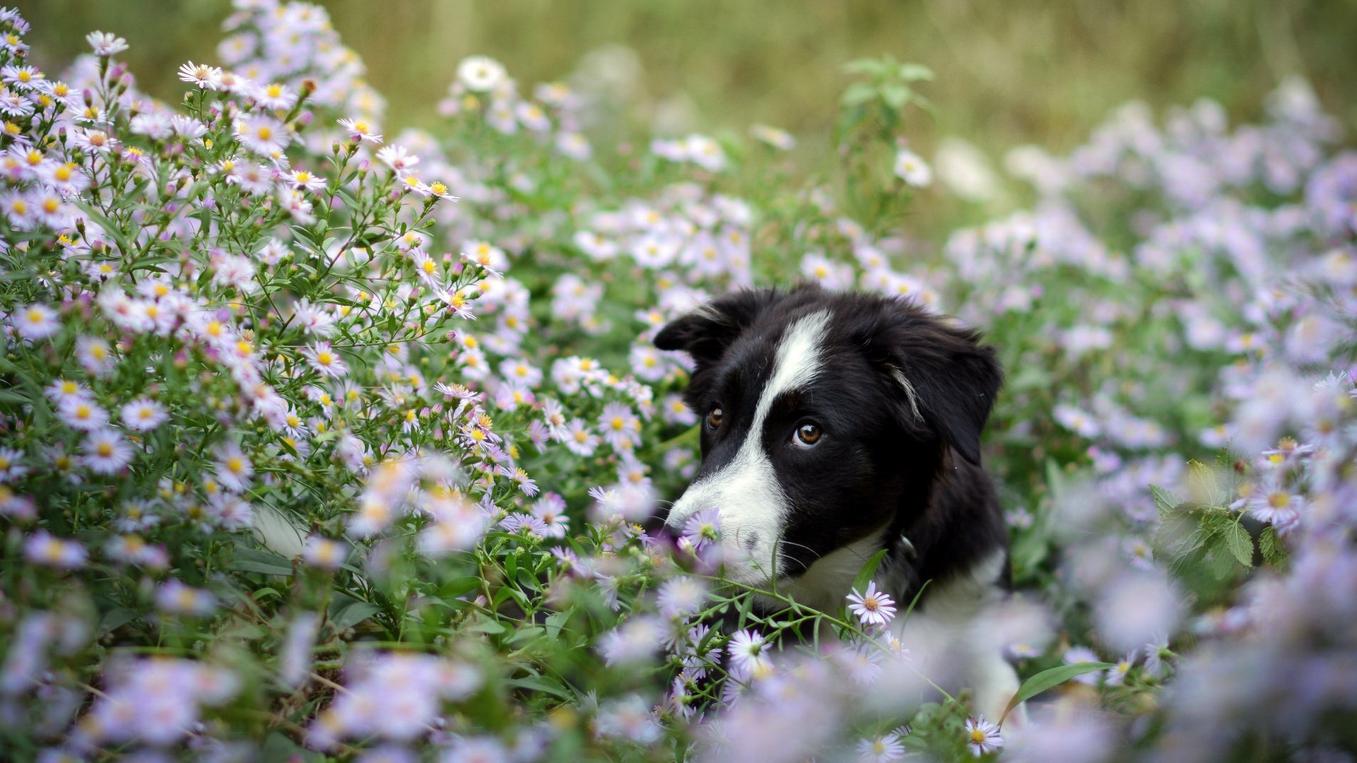 Free Border Collie high quality background ID:165900 for full hd 1920x1080 desktop