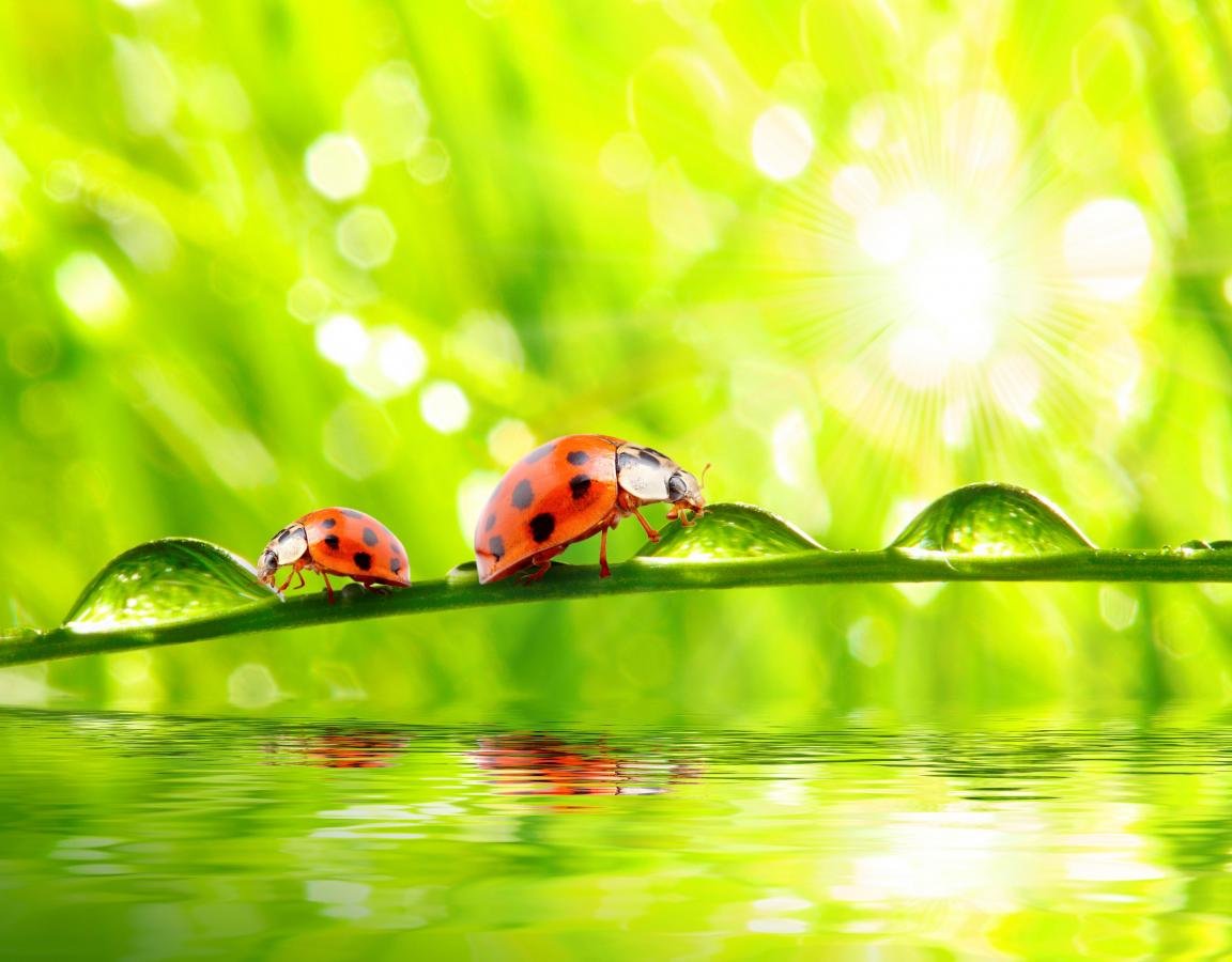 Best Ladybug wallpaper ID:270416 for High Resolution hd 1152x900 computer