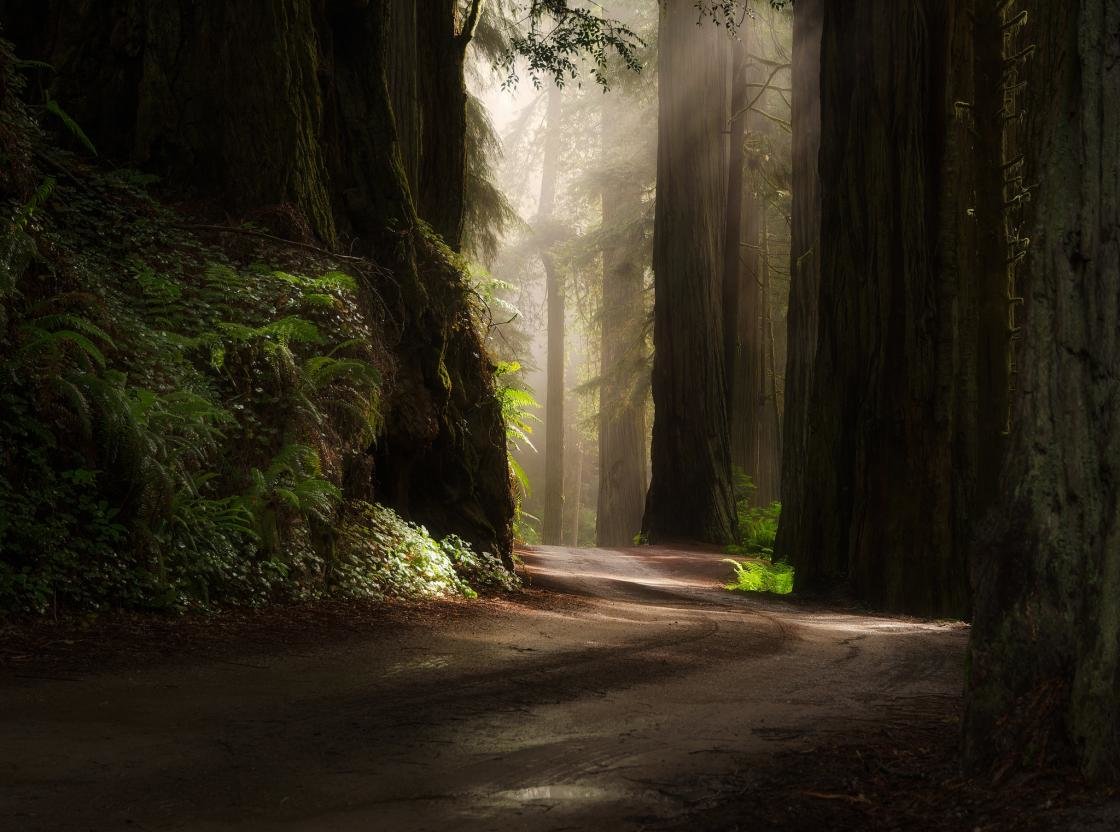 Awesome Redwood free wallpaper ID:348469 for hd 1120x832 PC