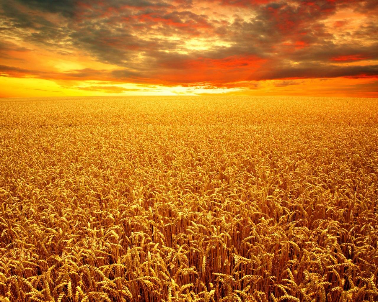 Free Wheat high quality background ID:392032 for hd 1280x1024 PC